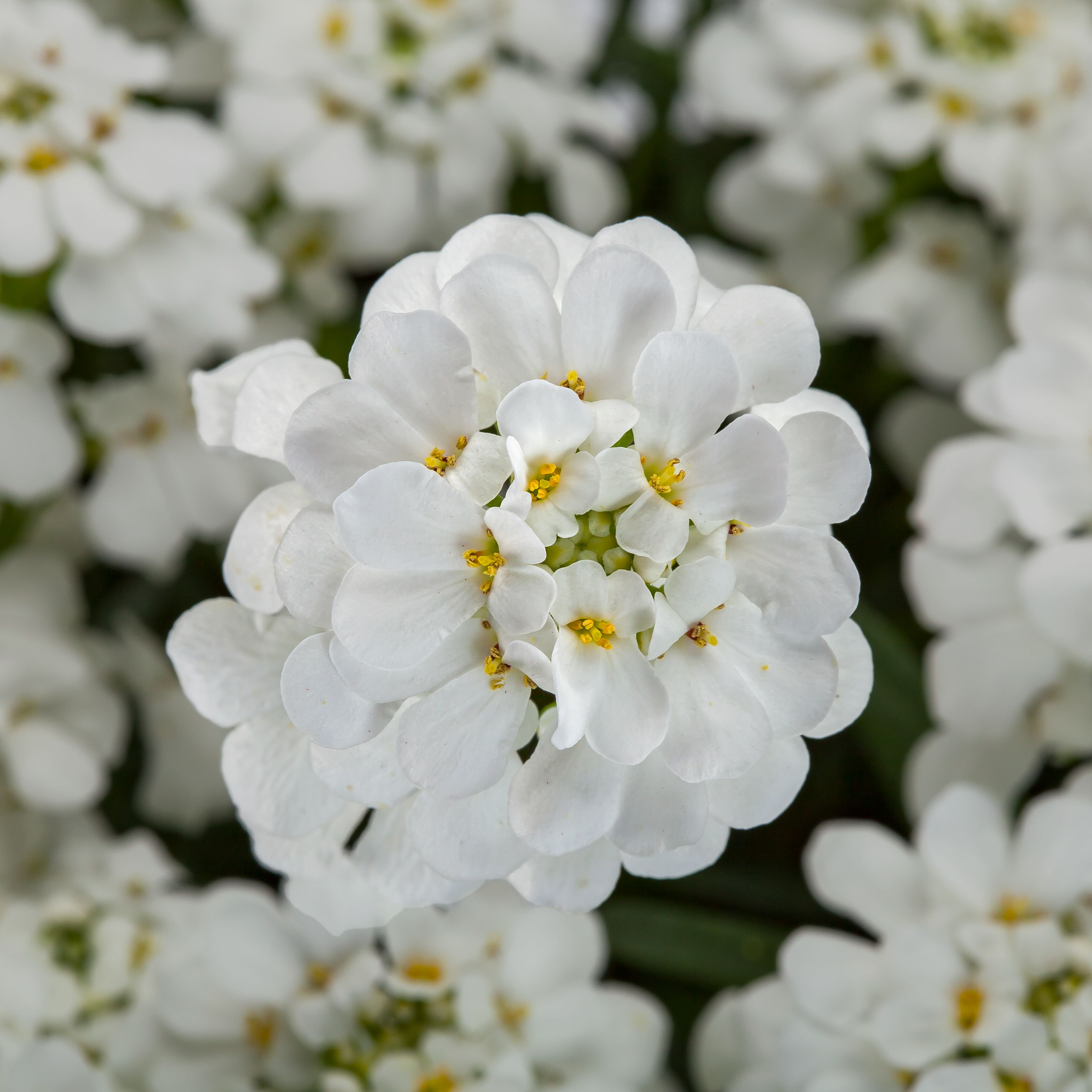 【特大!!!】雪花石　74kg 70028045-flower.jpg