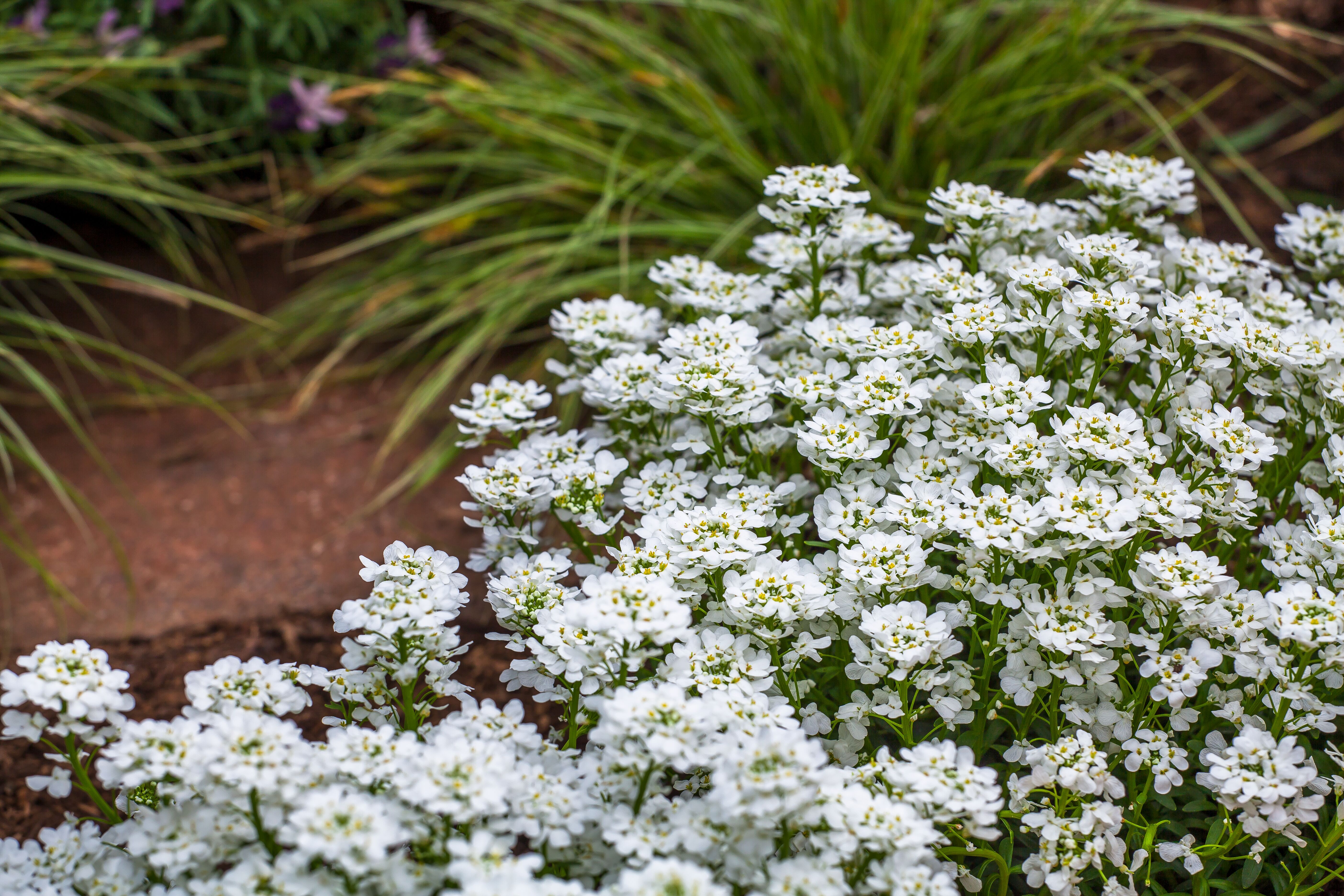 Snowsurfer™ Forte | Syngenta Flowers