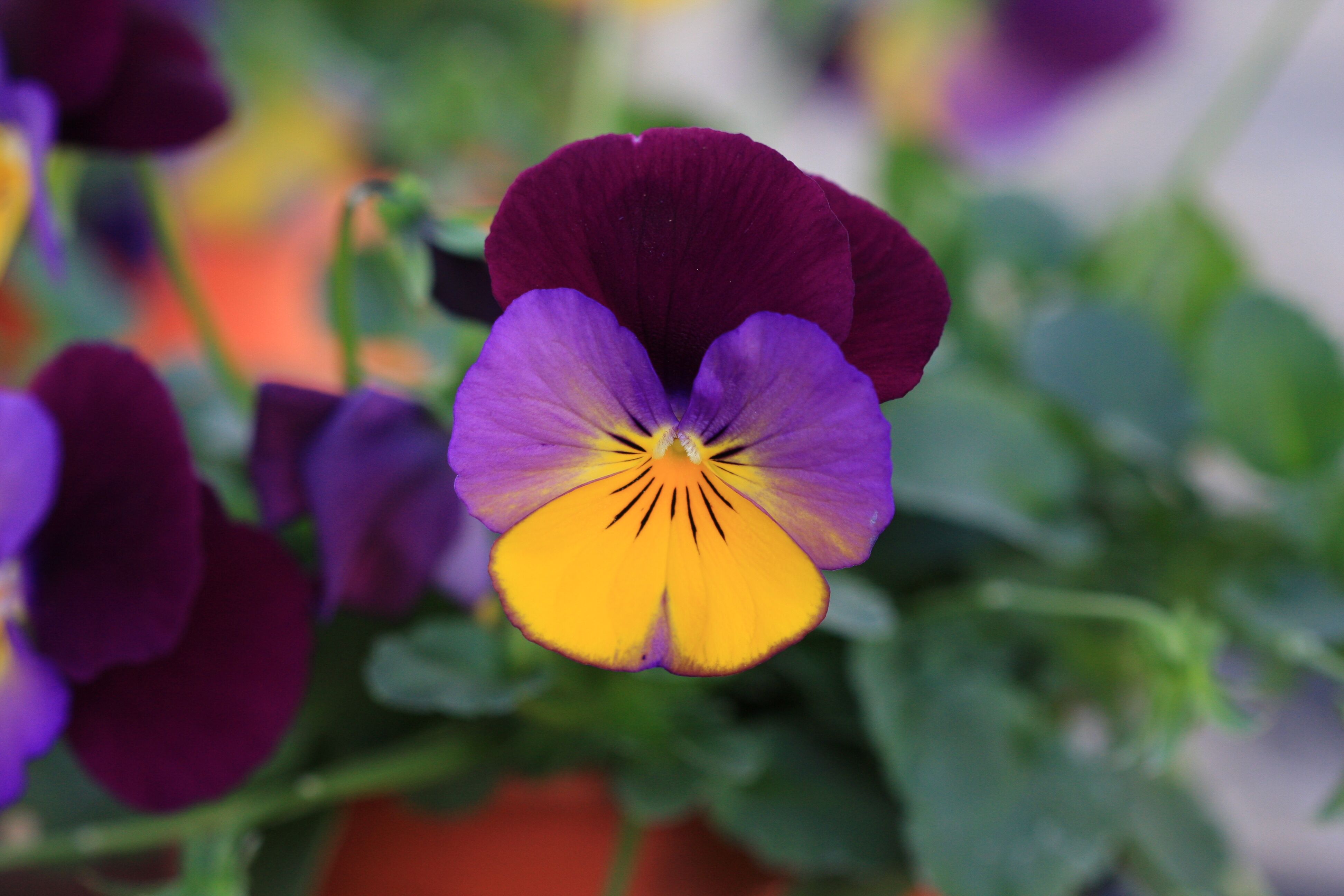 Freefall™ Sundown | Syngenta Flowers