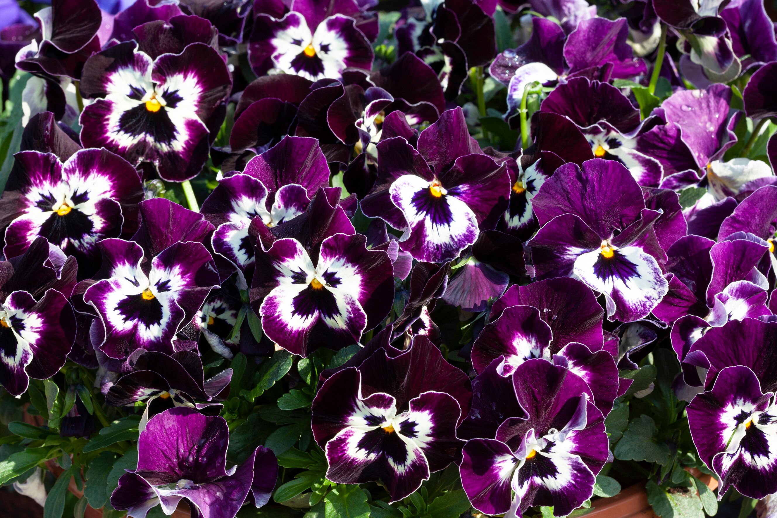 Freefall™ XL Victoriana | Syngenta Flowers
