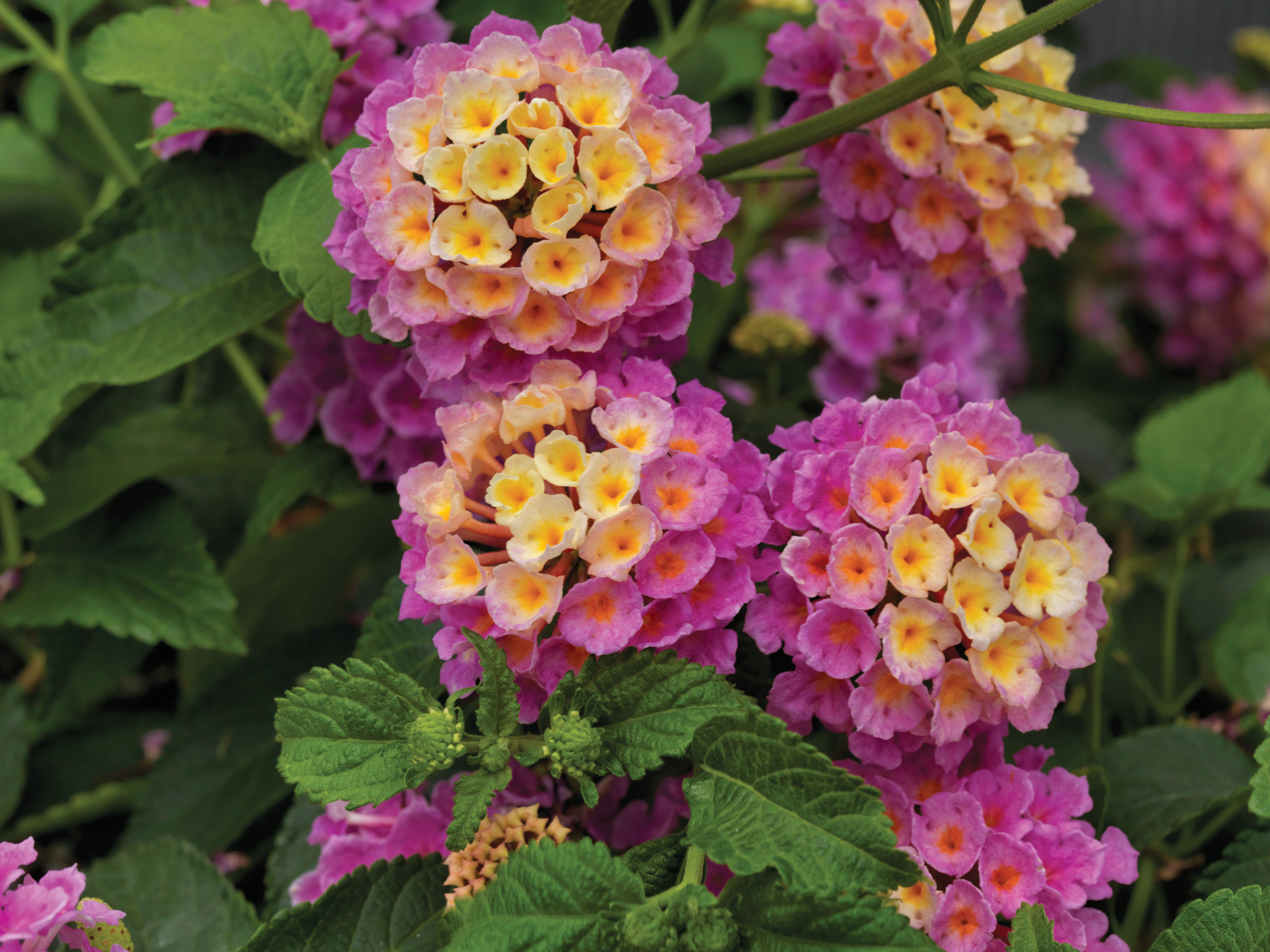 Landscape Bandana® Pink | Syngenta Flowers