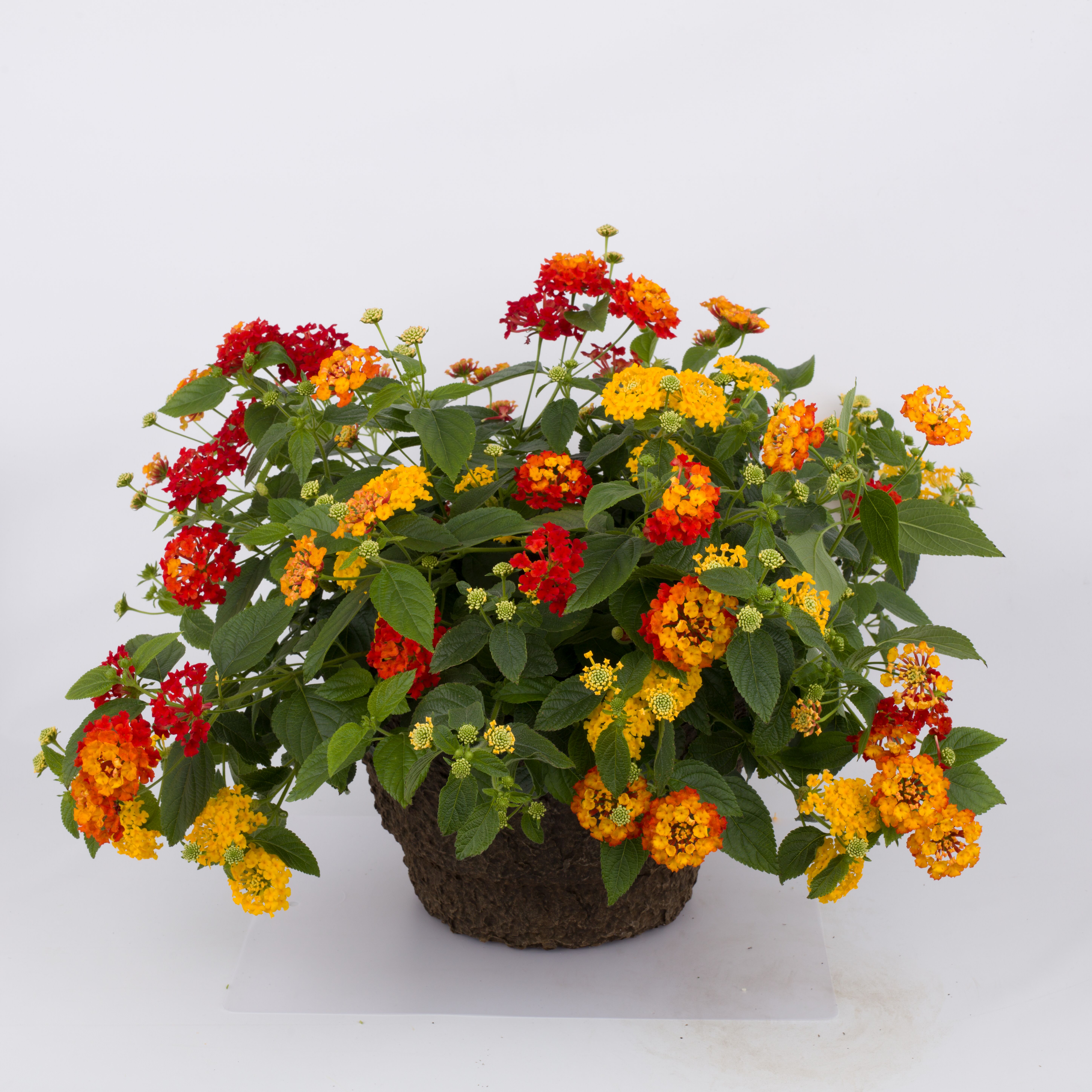 Landscape Bandana® Red | Syngenta Flowers