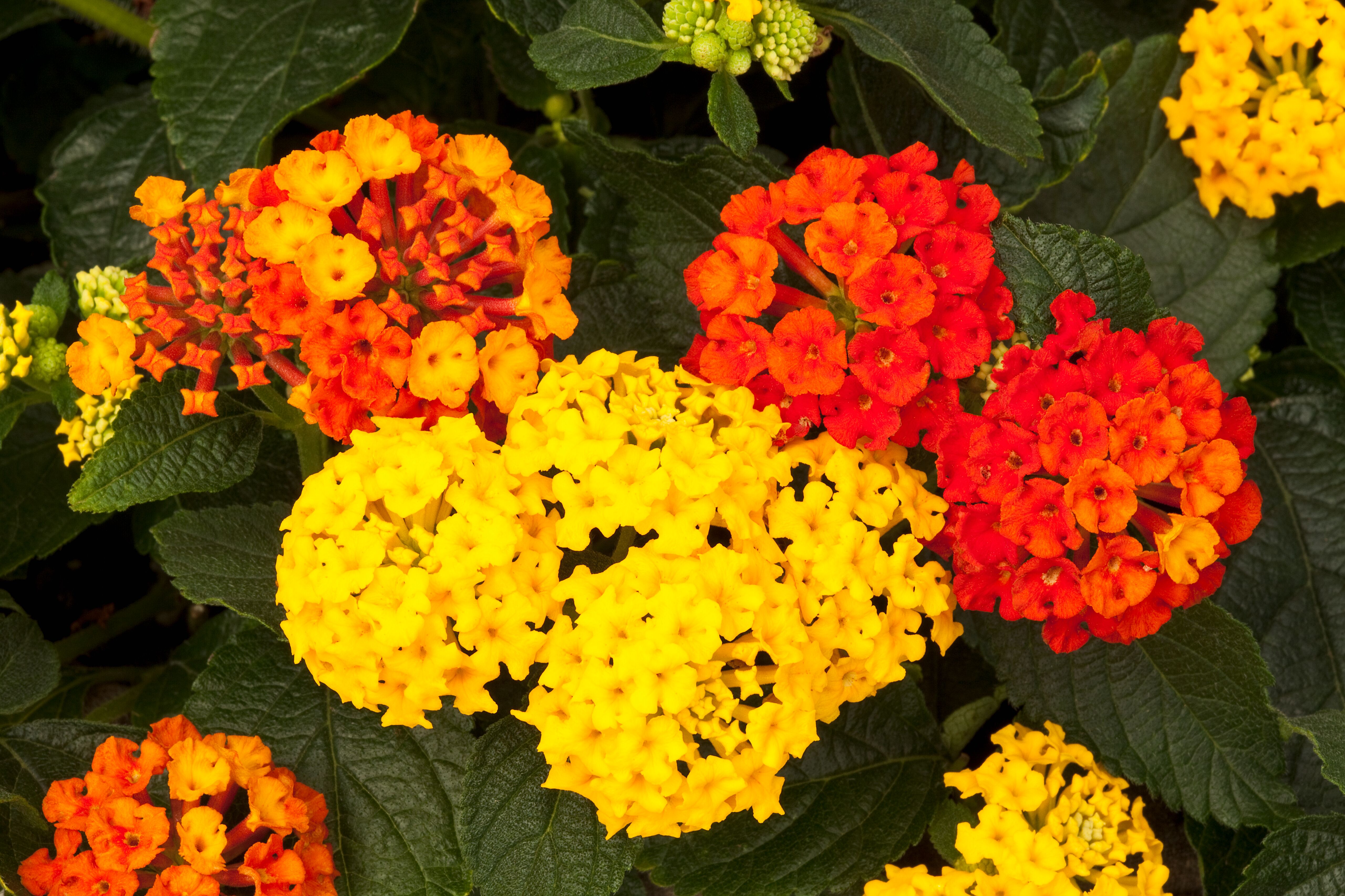 Landscape Bandana® Red | Syngenta Flowers