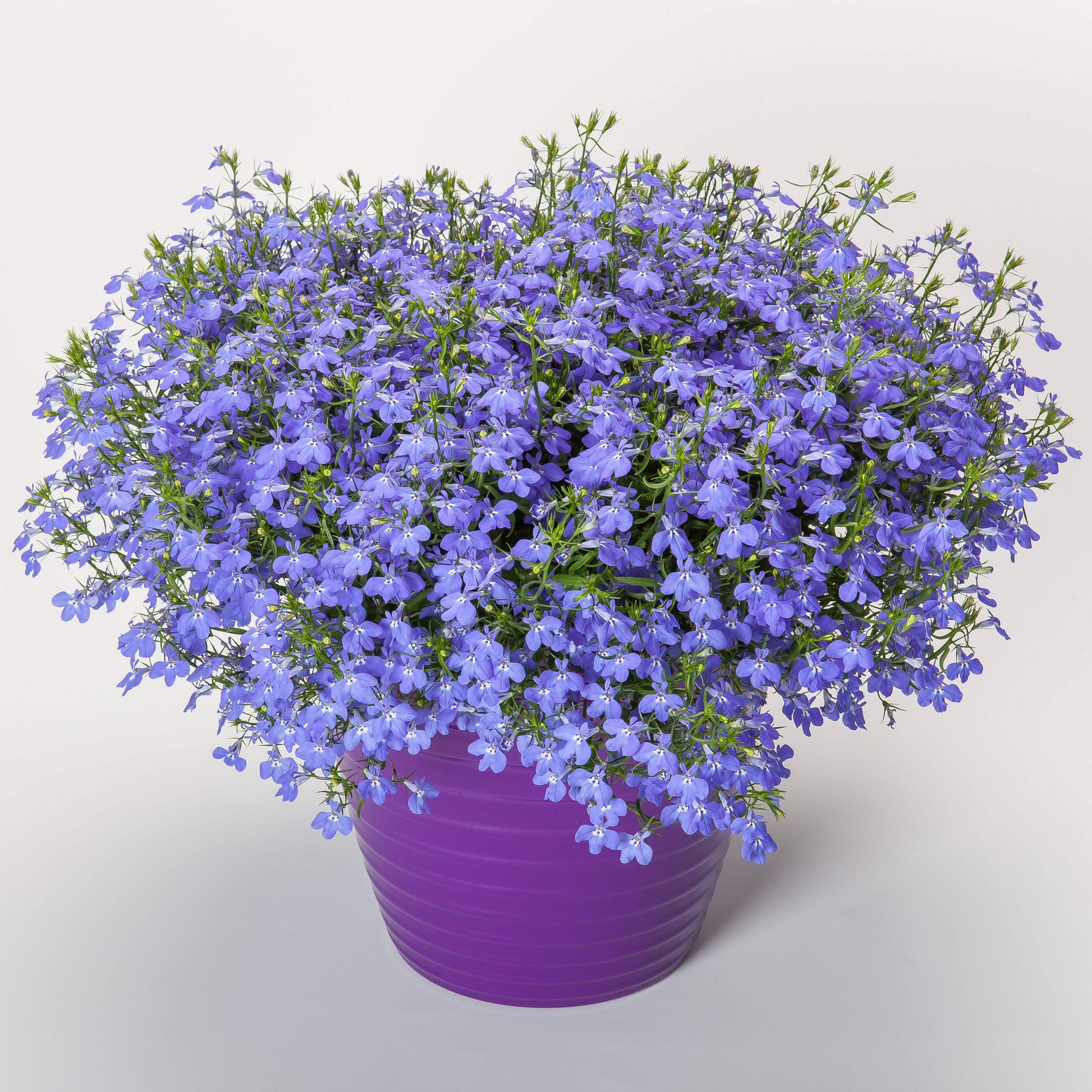 70003825-pot.jpg