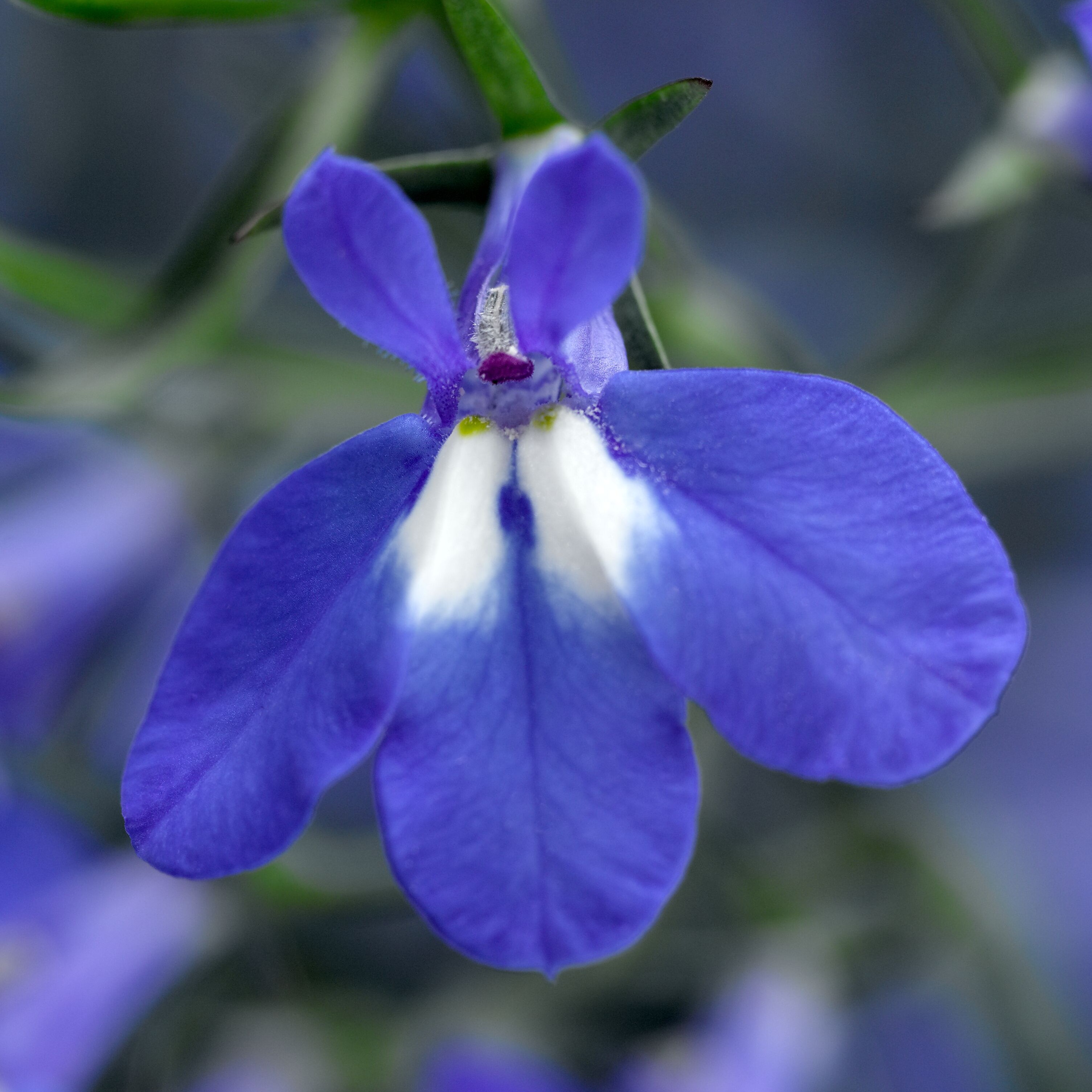 70059431-flower.jpg