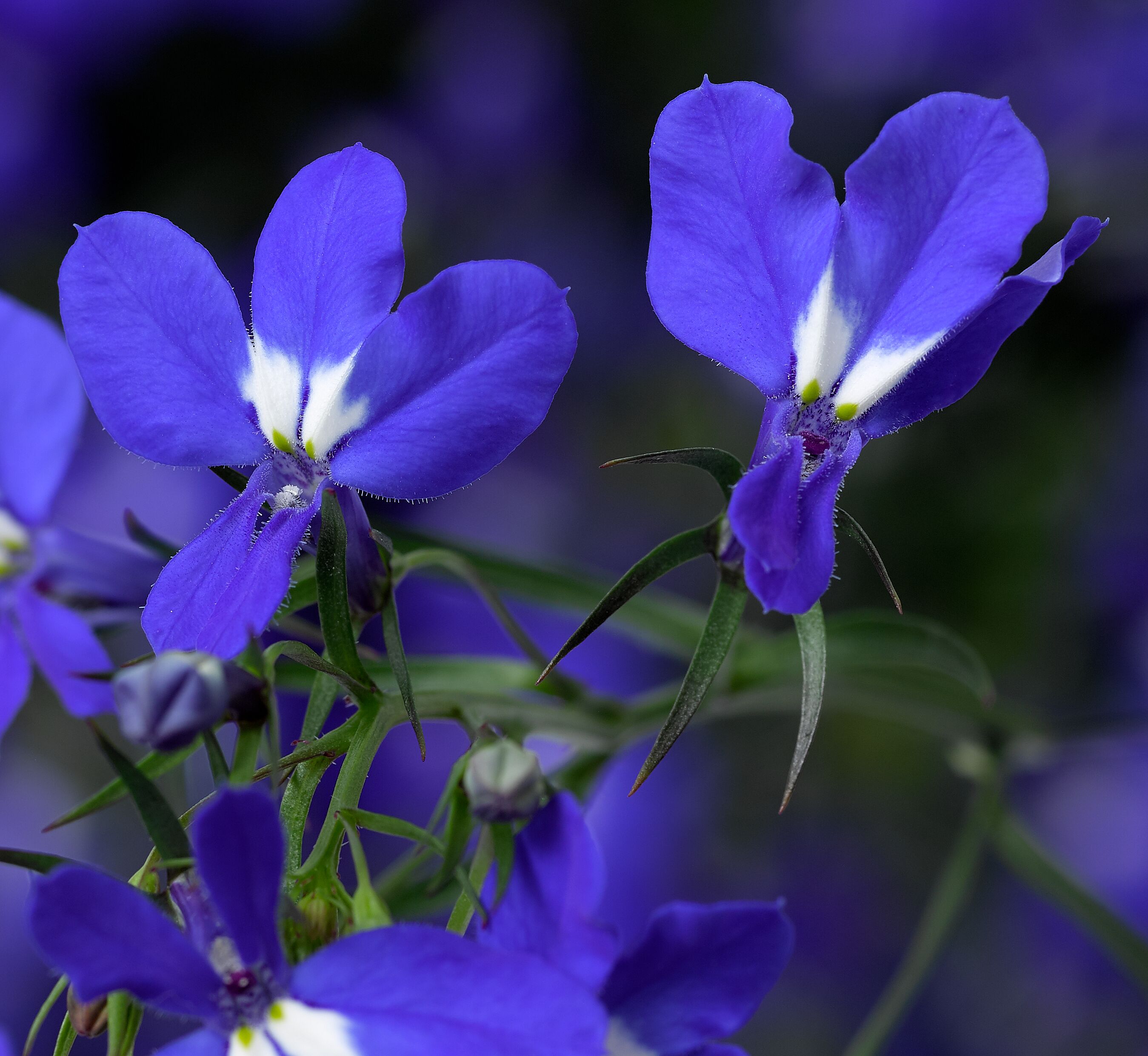 Techno® Upright Dark Blue | Syngenta Flowers