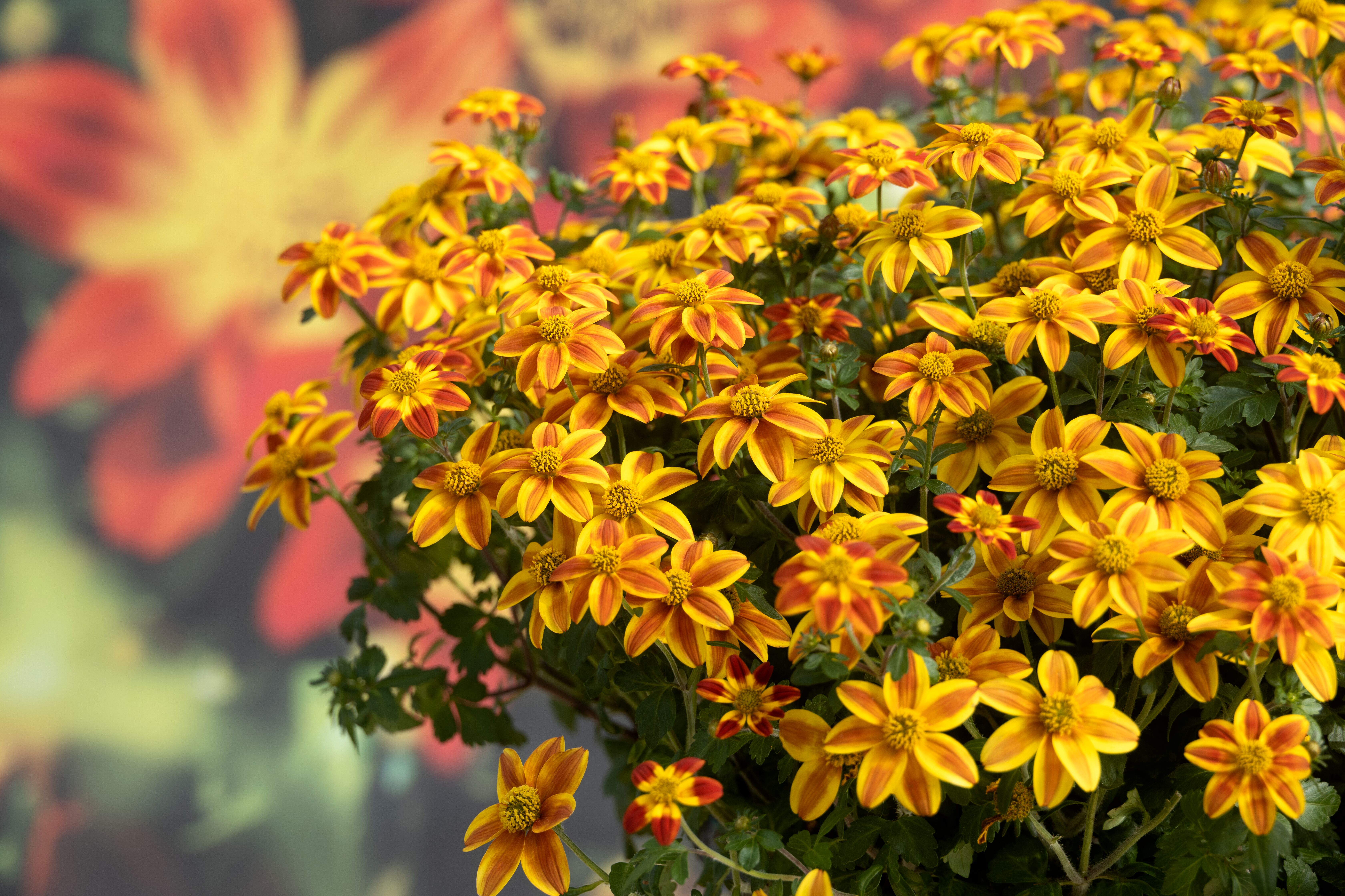 flower様 Brazen™ Samurai | Syngenta Flowers