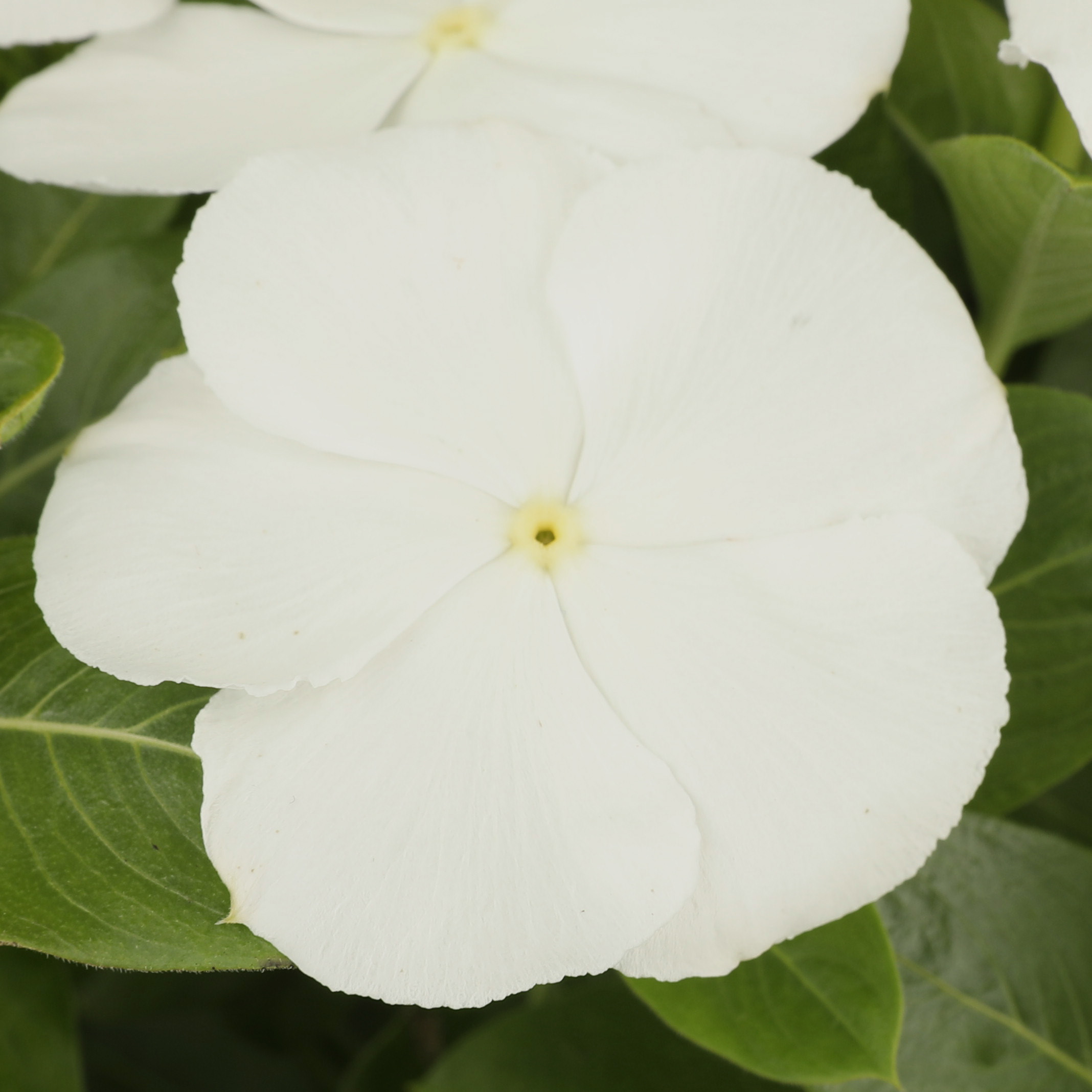Nirvana® XDR White | Syngenta Flowers