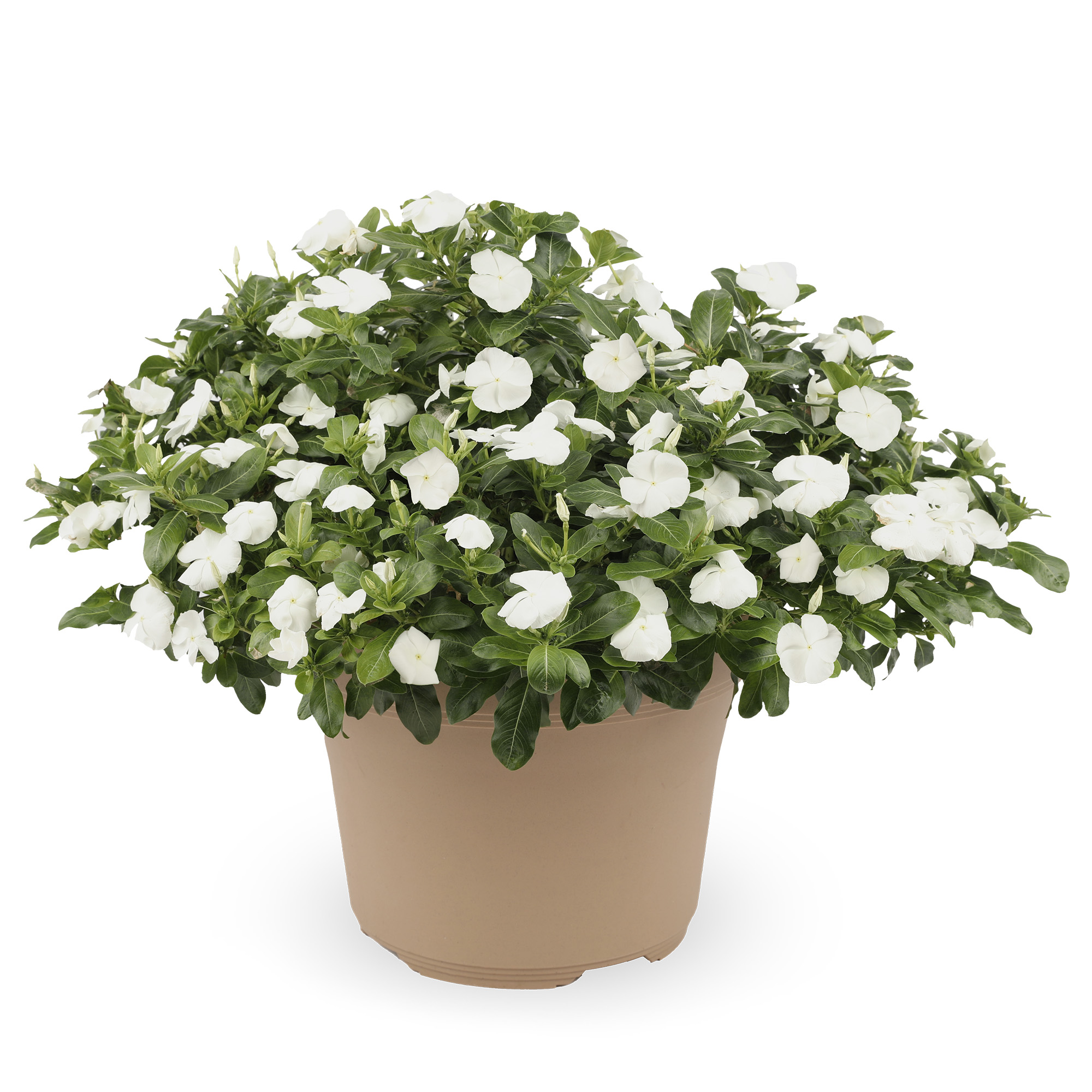 Nirvana® XDR White | Syngenta Flowers