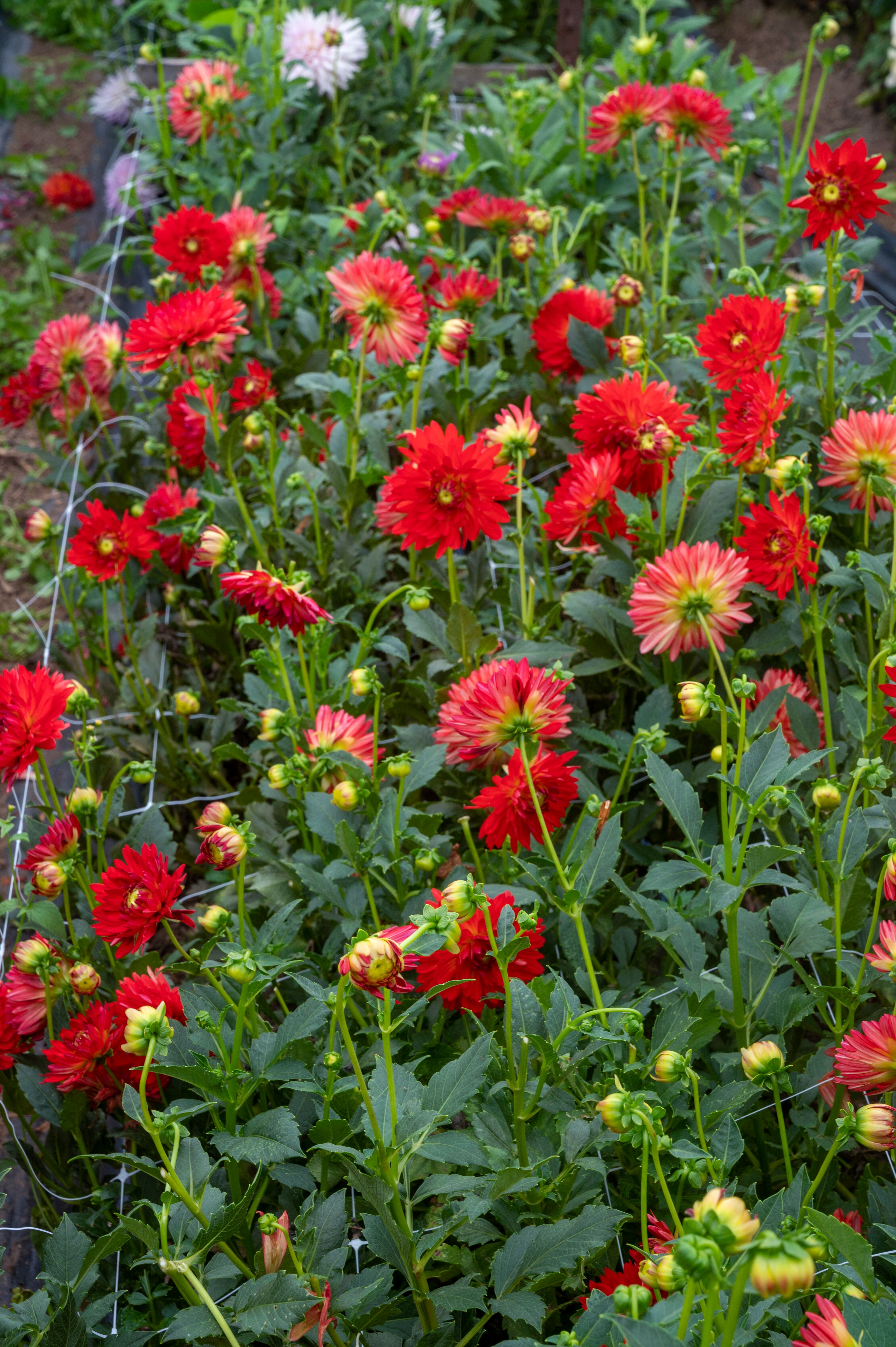 Karma Irene Red Orange | Syngenta Flowers