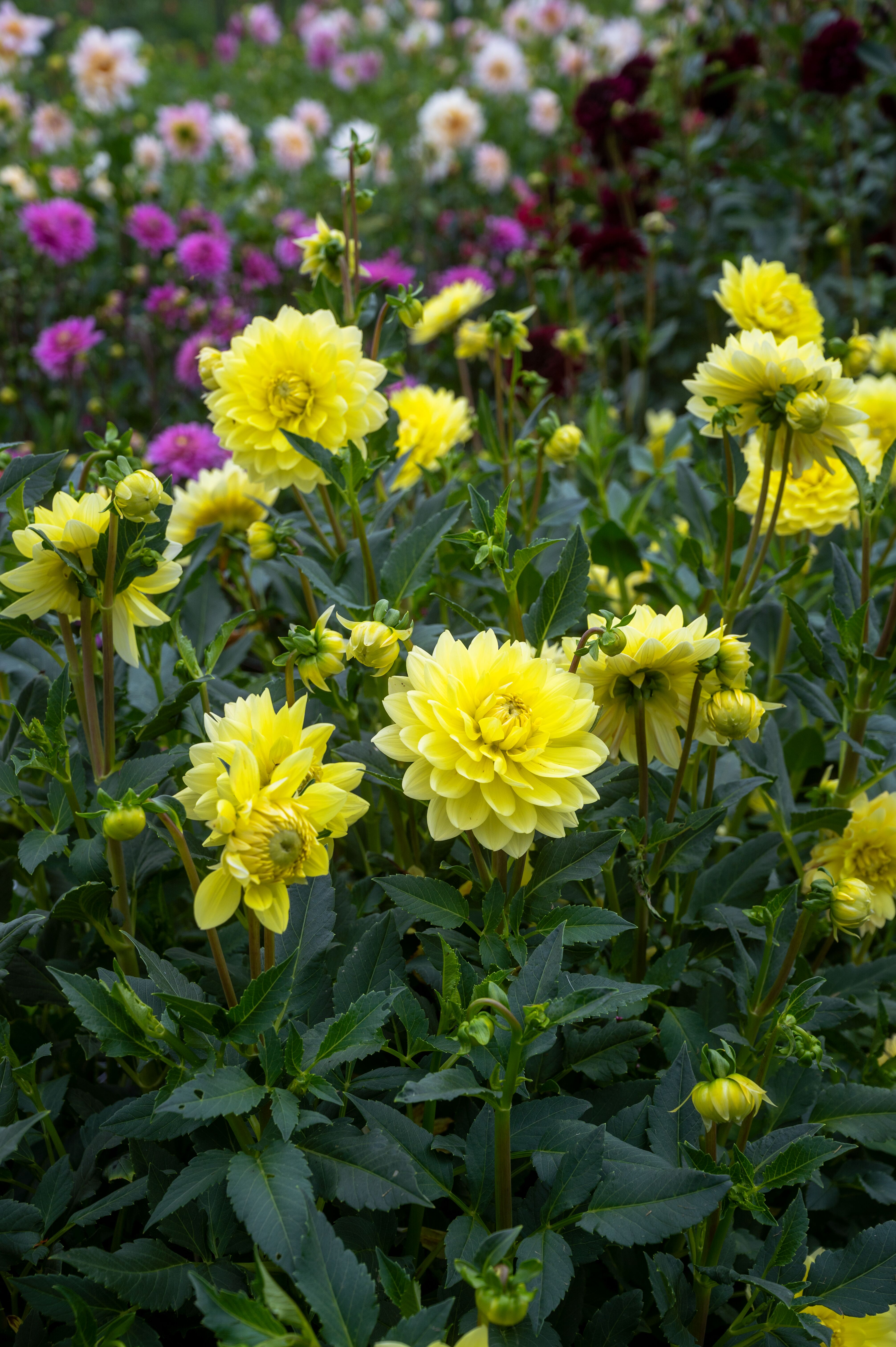 Karma Moon Lady Yellow | Syngenta Flowers