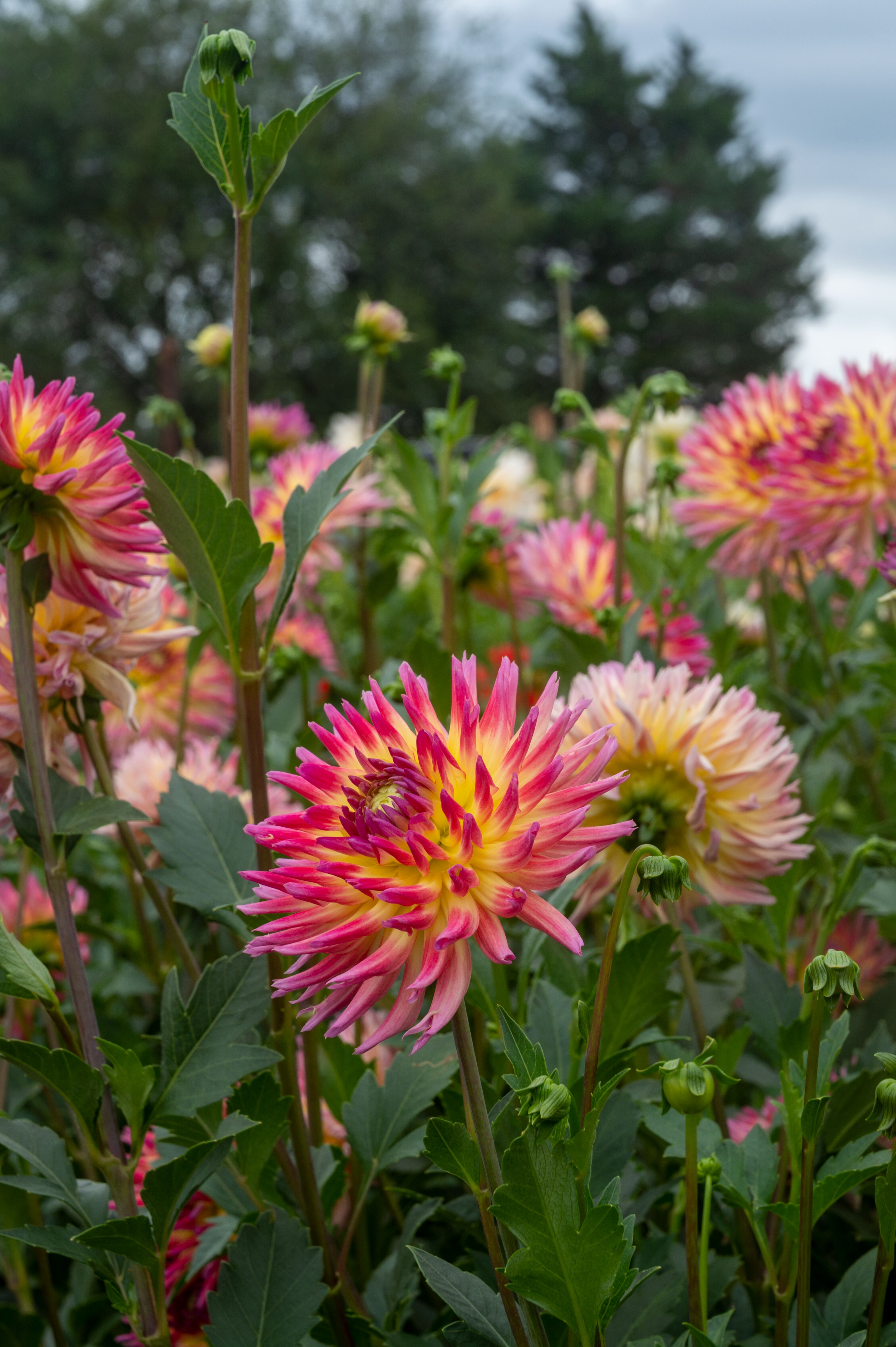 Karma Sangria Pink Yellow Bicolor | Syngenta Flowers