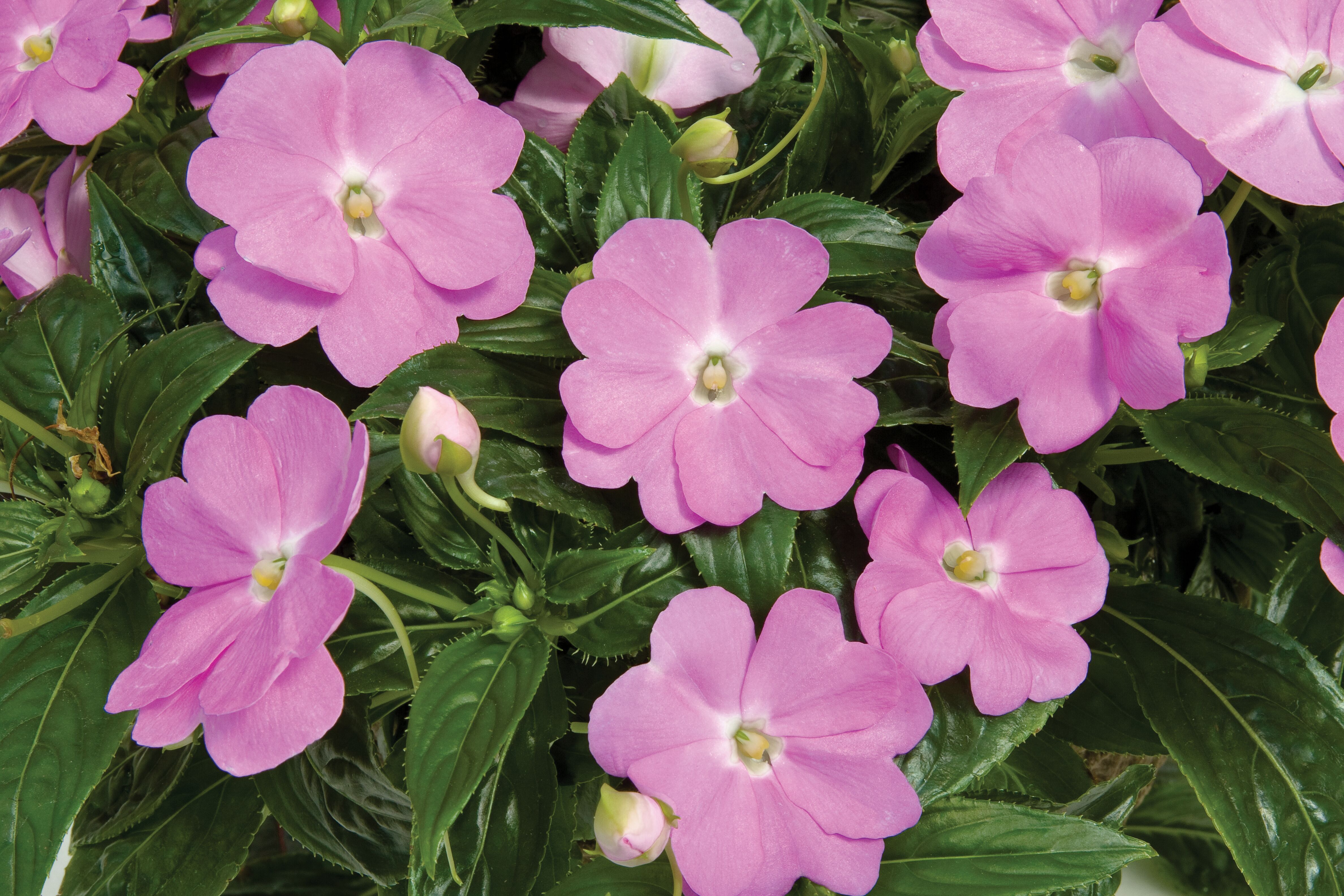 Sonic® Light Lavender | Syngenta Flowers