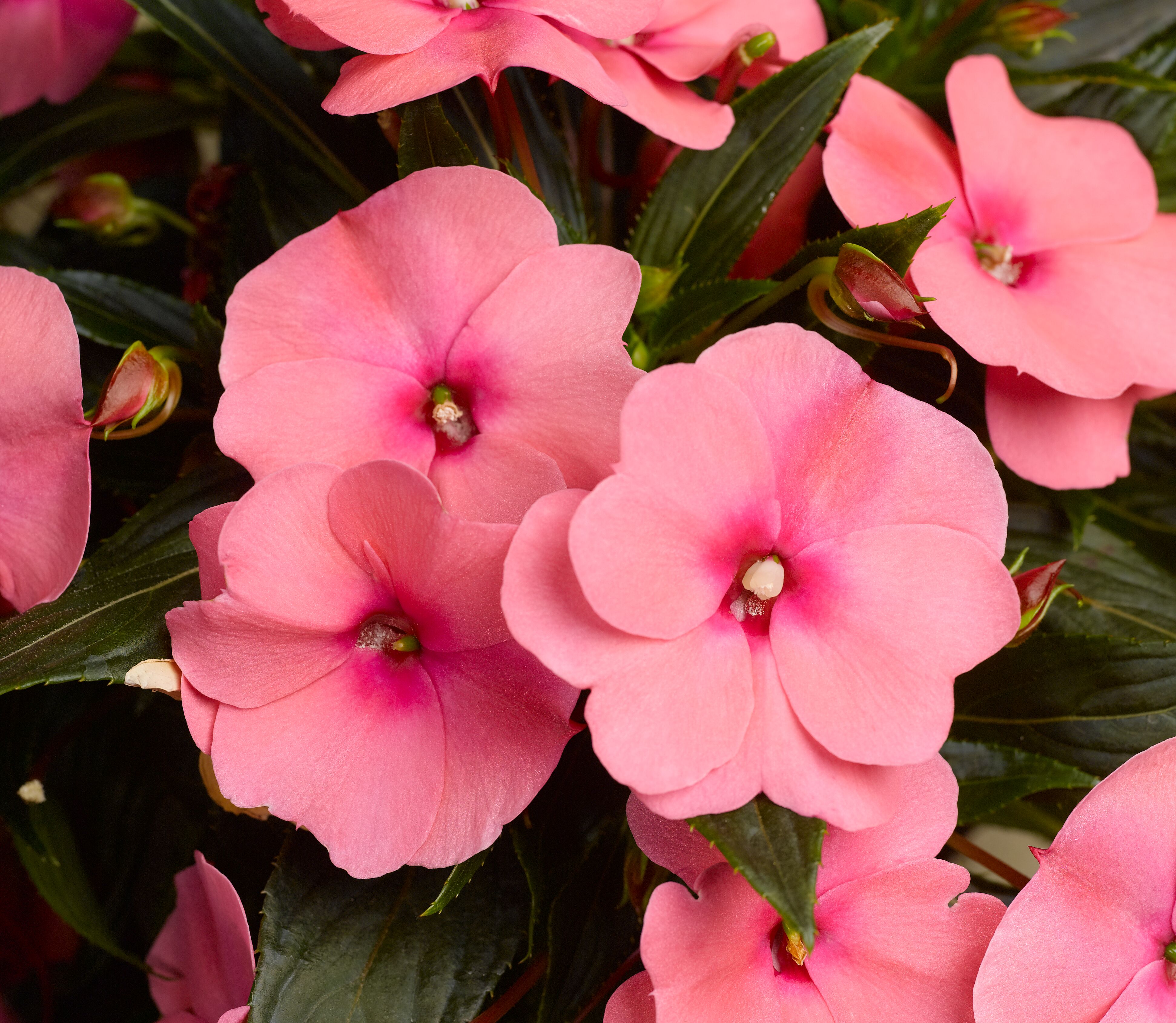 Sonic® Pink | Syngenta Flowers