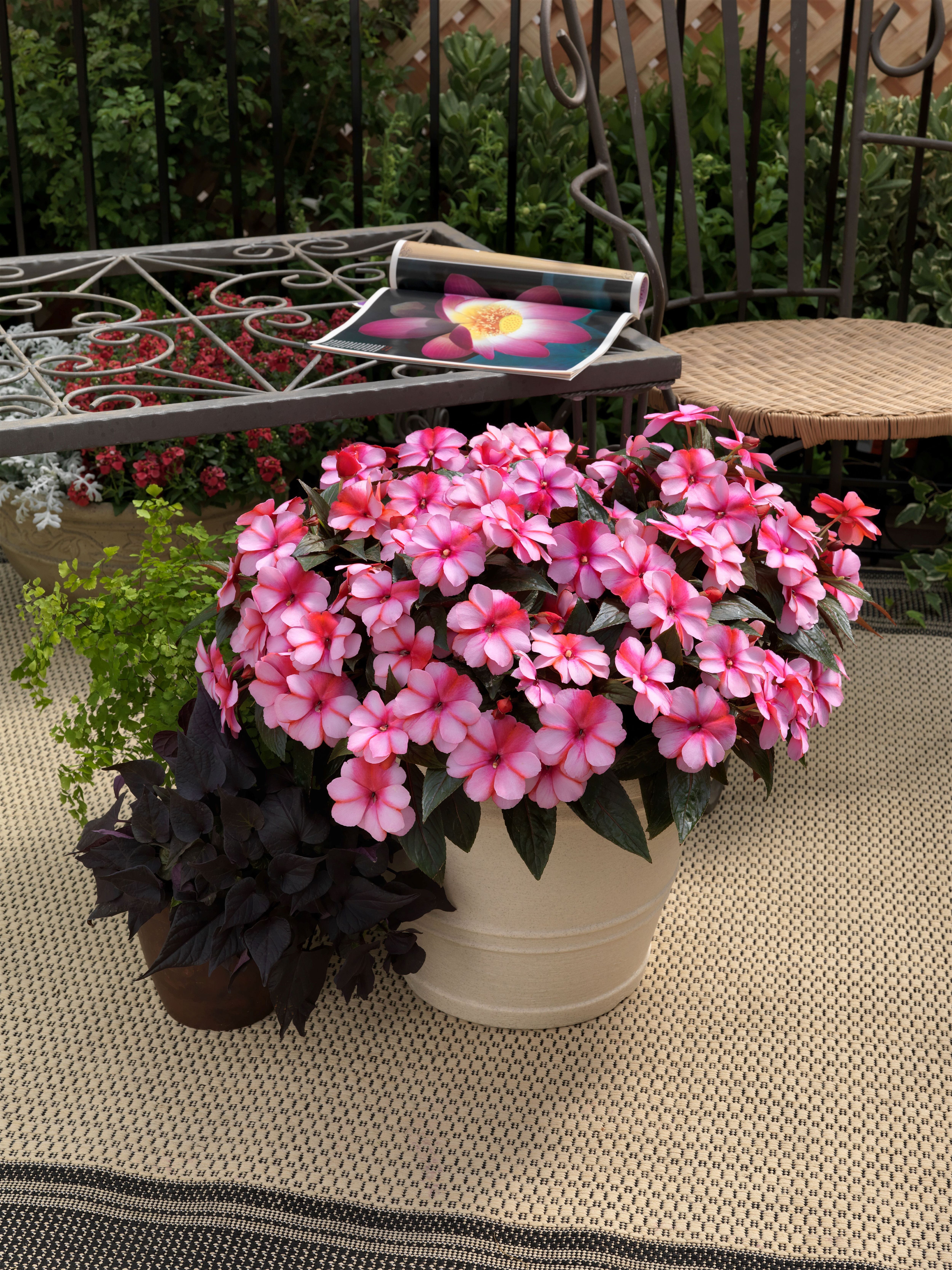 Super Sonic® Sweet Cherry | Syngenta Flowers