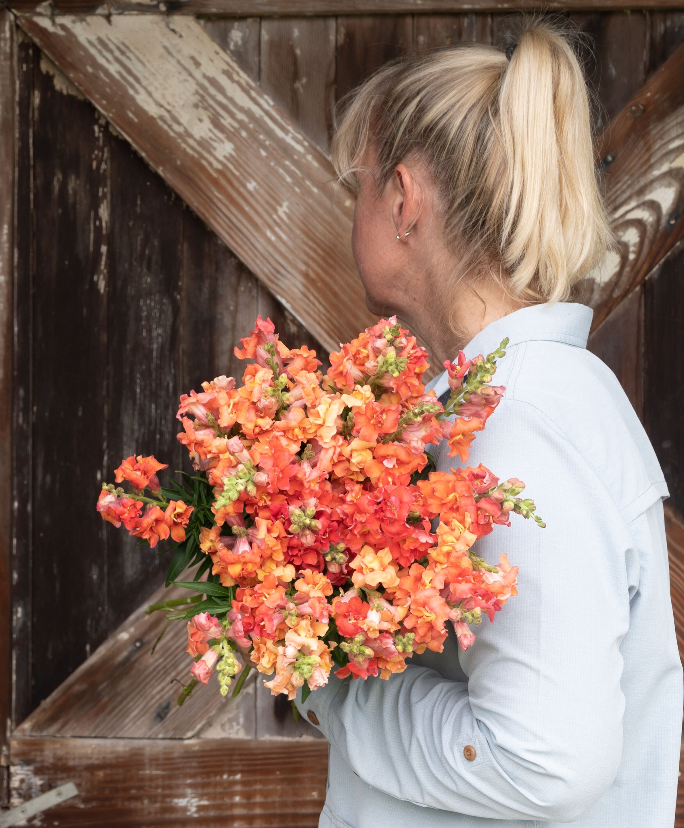 Madame Butterfly™ Bronze | Syngenta Flowers Madame Butterfly™ Bronze | Syngenta Flowers