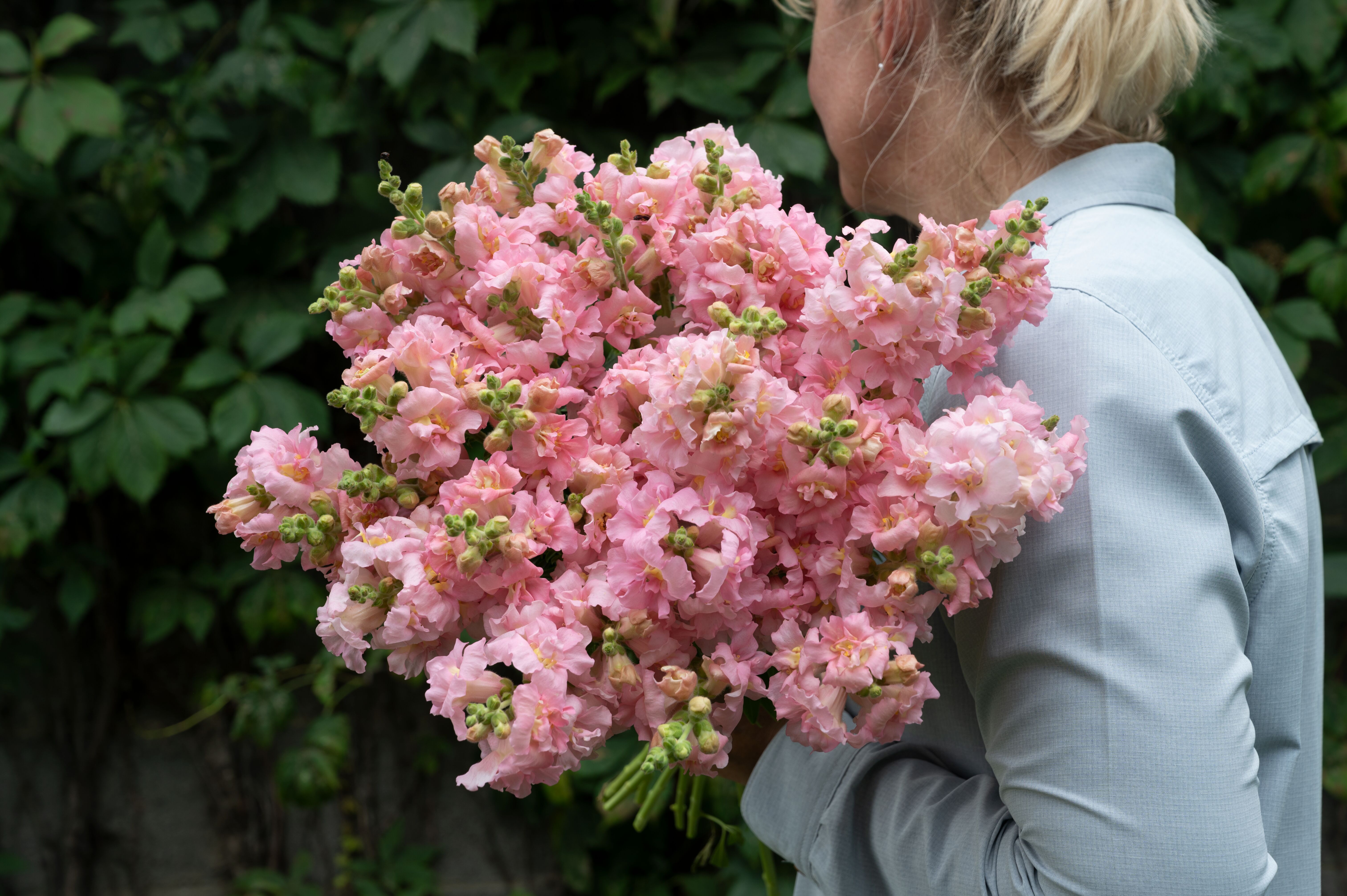 Madame Butterfly™ Pink | Syngenta Flowers