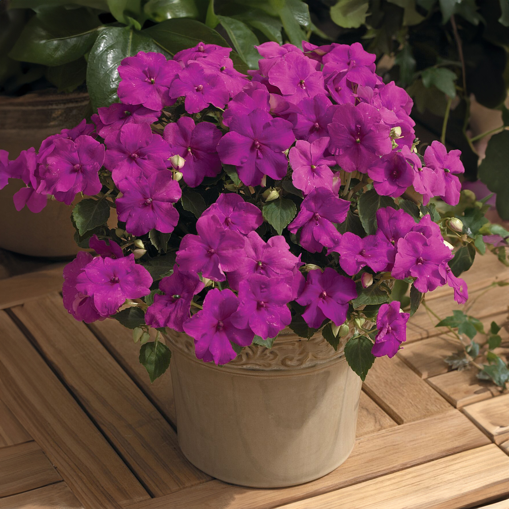 Xtreme™ Lilac | Syngenta Flowers