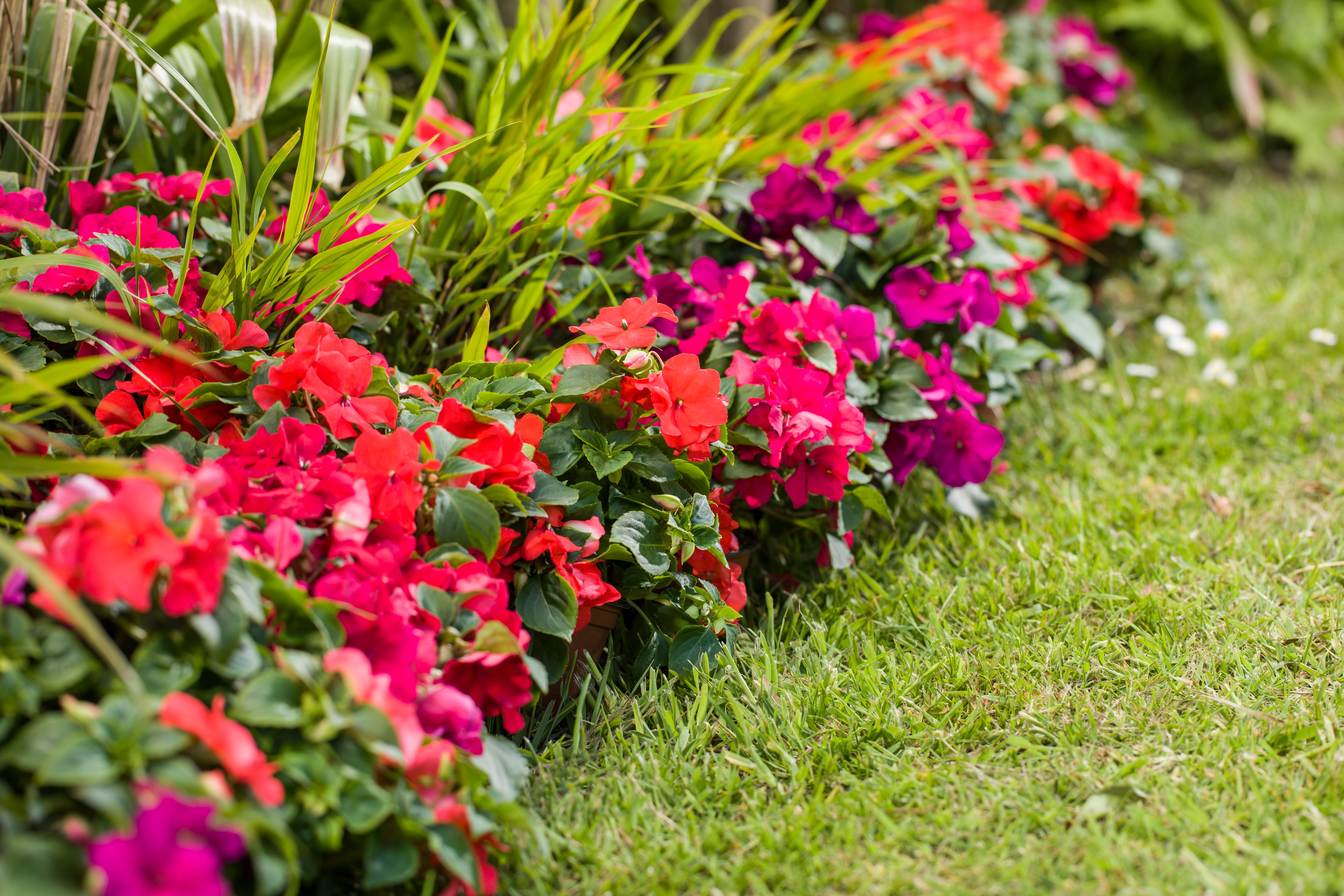 Imara® XDR Tango Mix | Syngenta Flowers