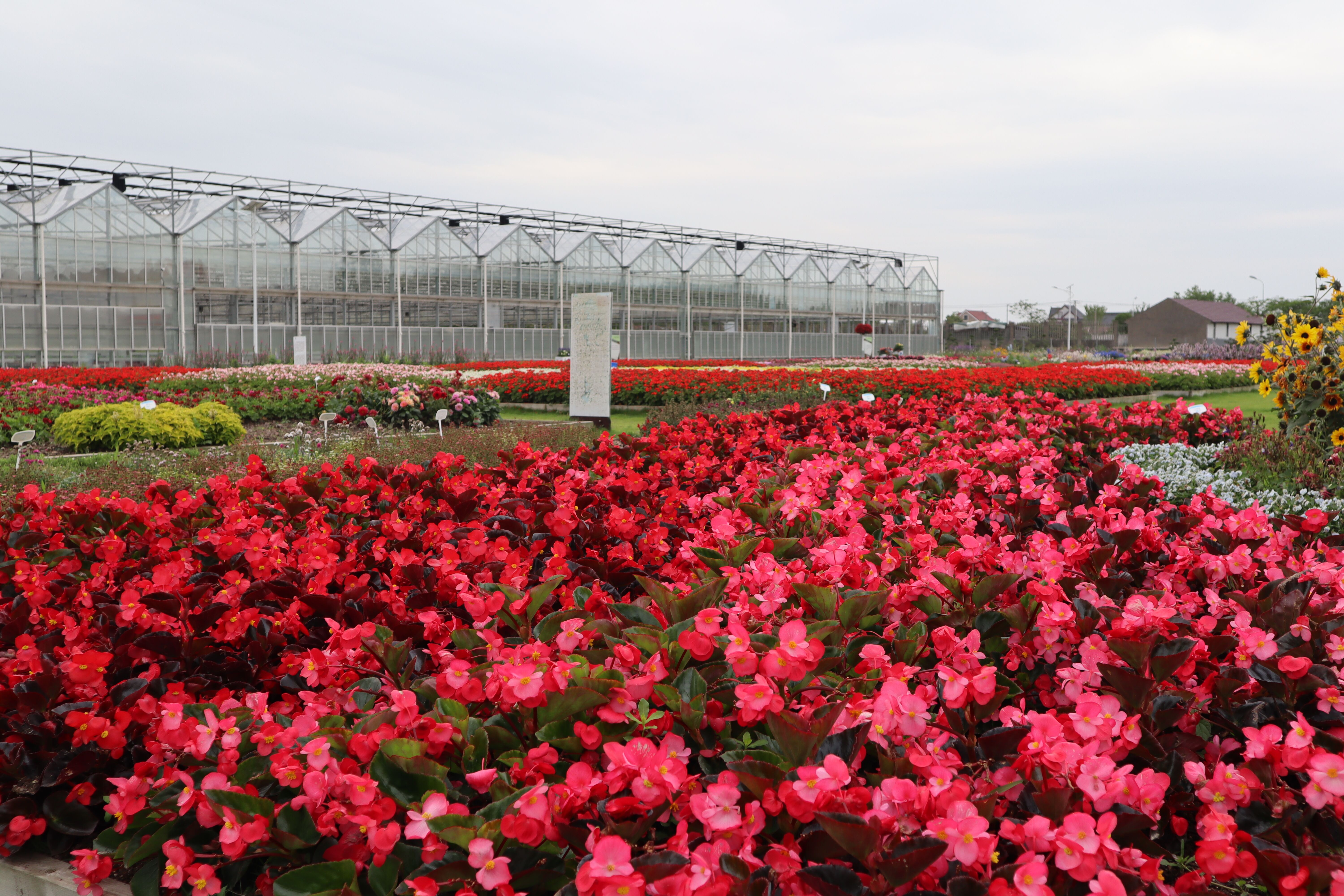 Bionic™ Bronze Leaf Red | Syngenta Flowers