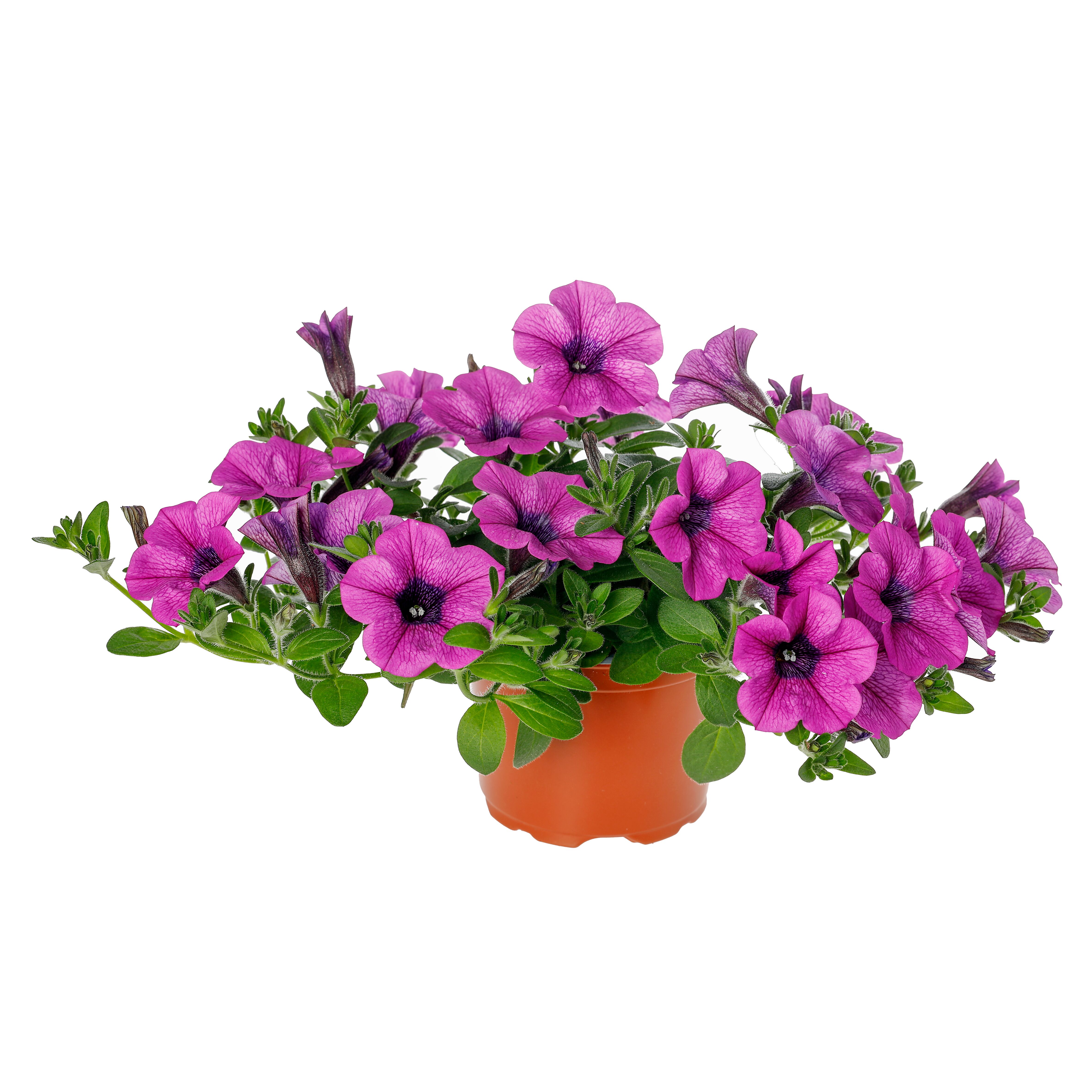 Dekko™ Deep Lavender Vein | Syngenta Flowers