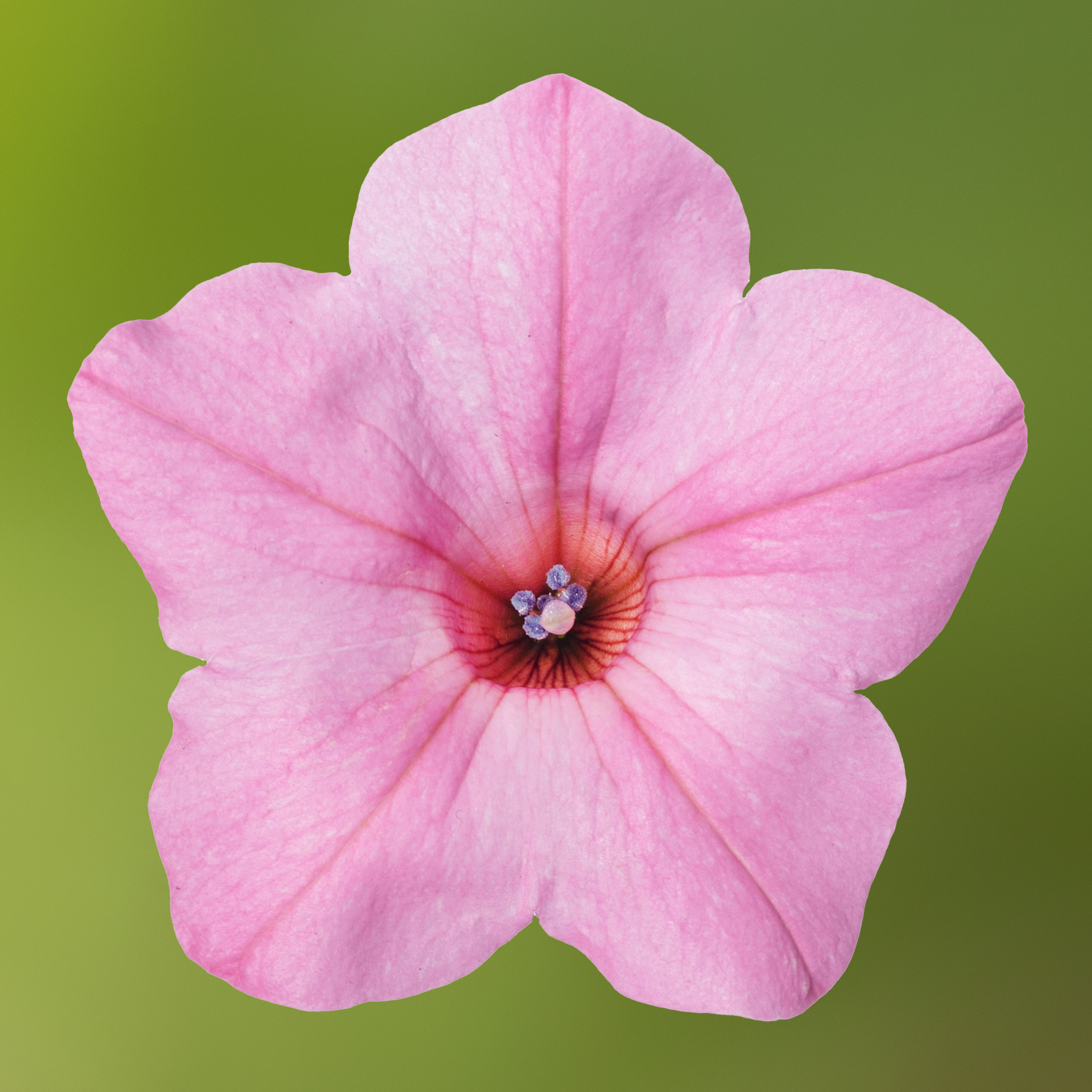 Dekko™ Maxx™ Pink | Syngenta Flowers