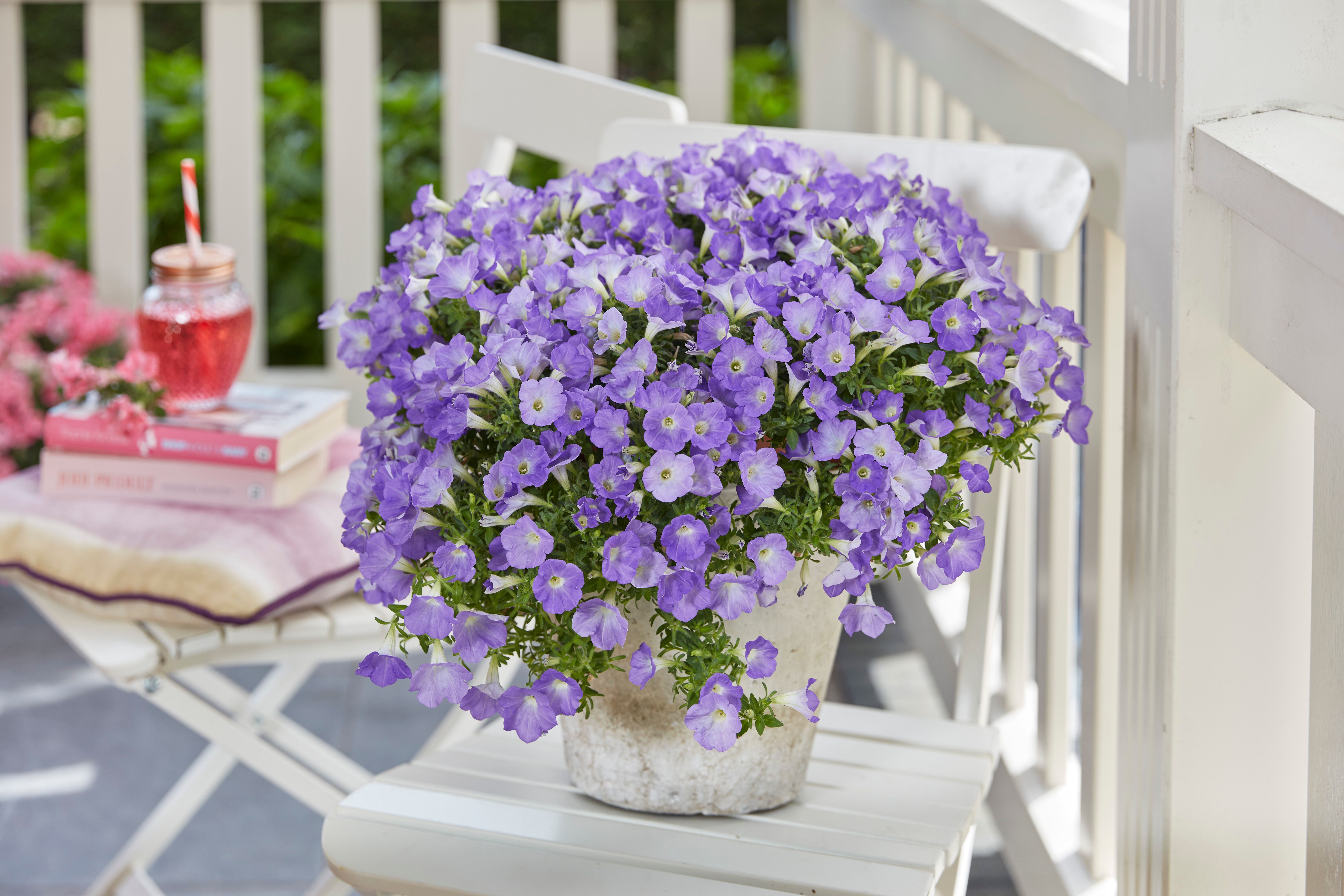 Dekko™ Sky Blue | Syngenta Flowers
