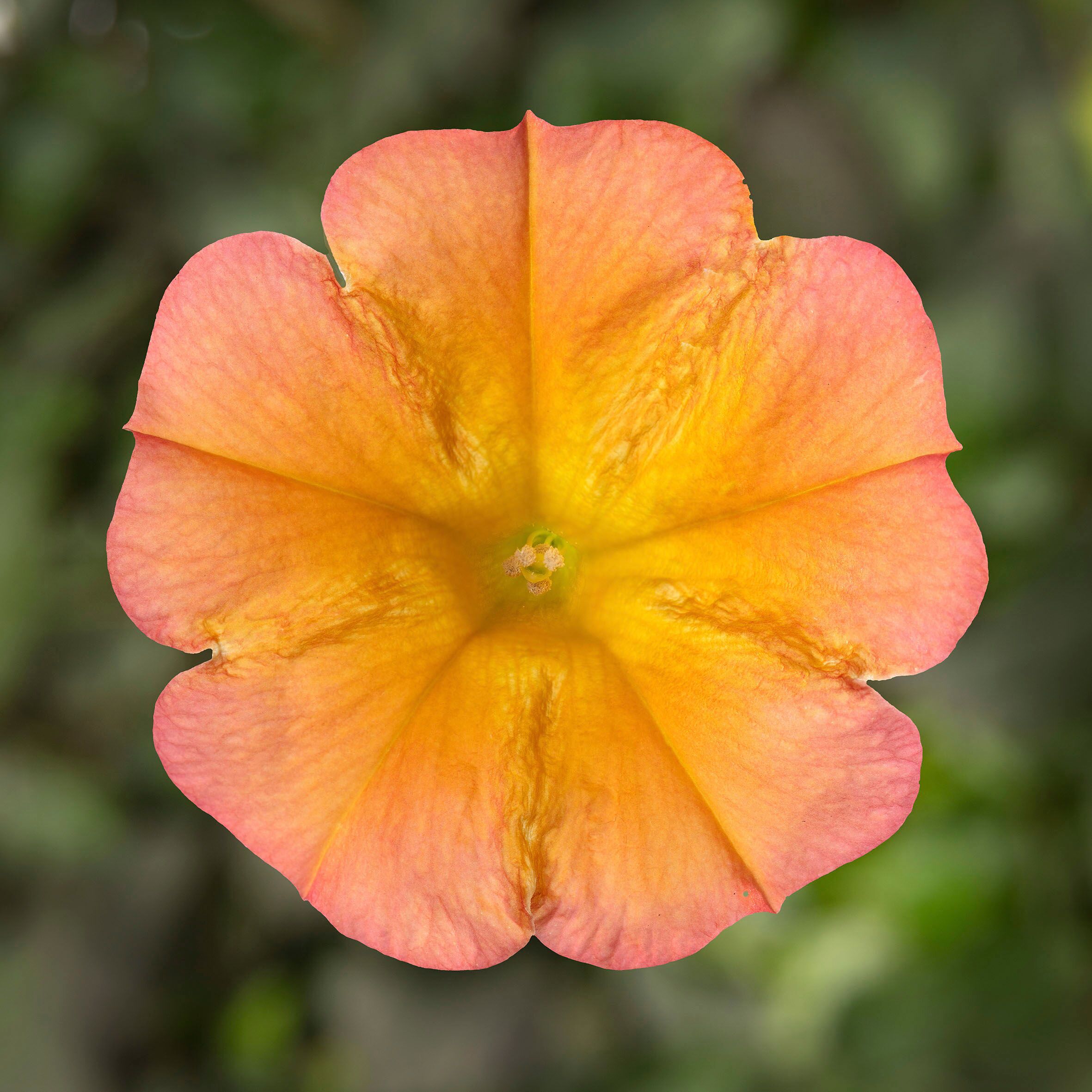 Fun House™ Papaya | Syngenta Flowers