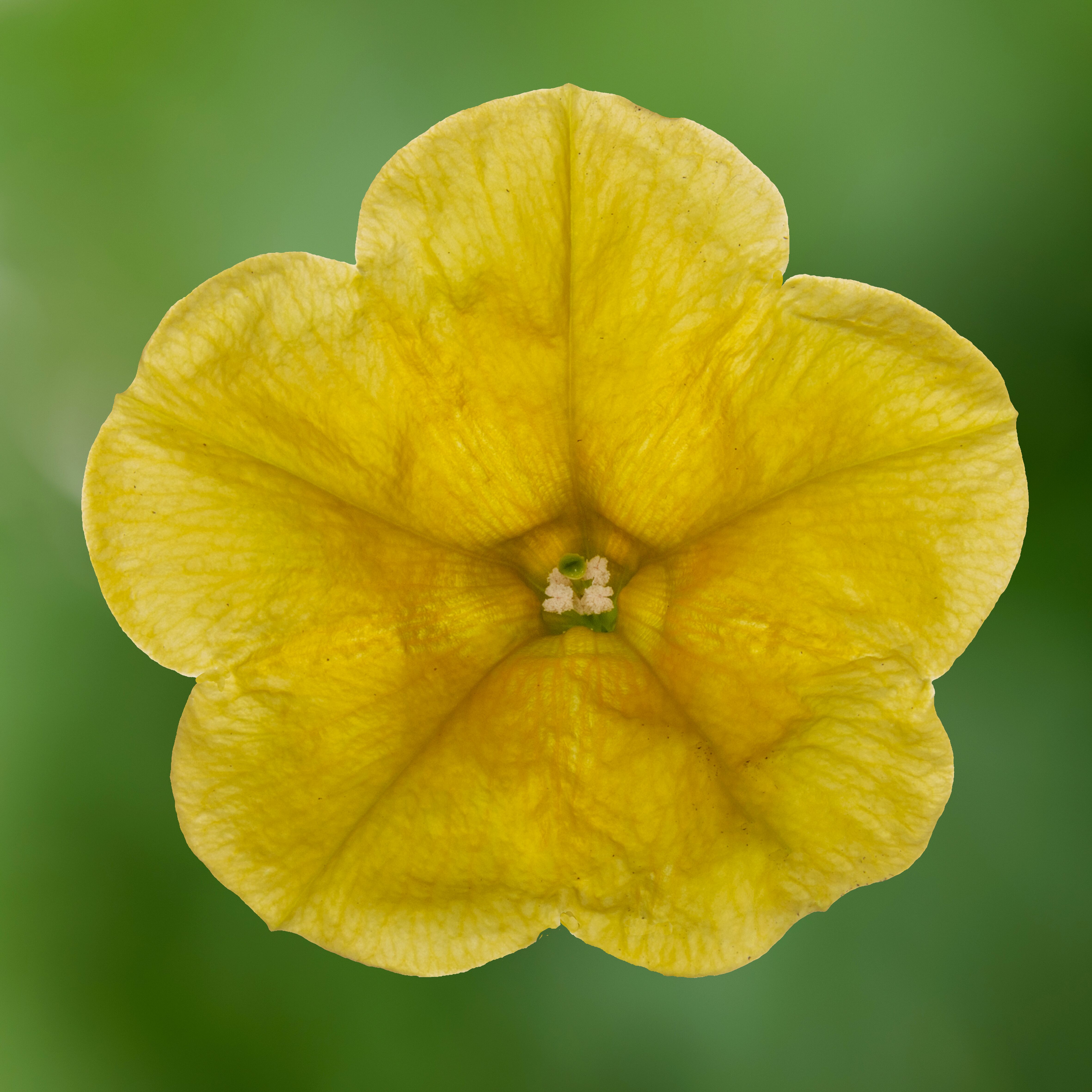 花 sunshine Sanguna® Sunshine | Syngenta Flowers
