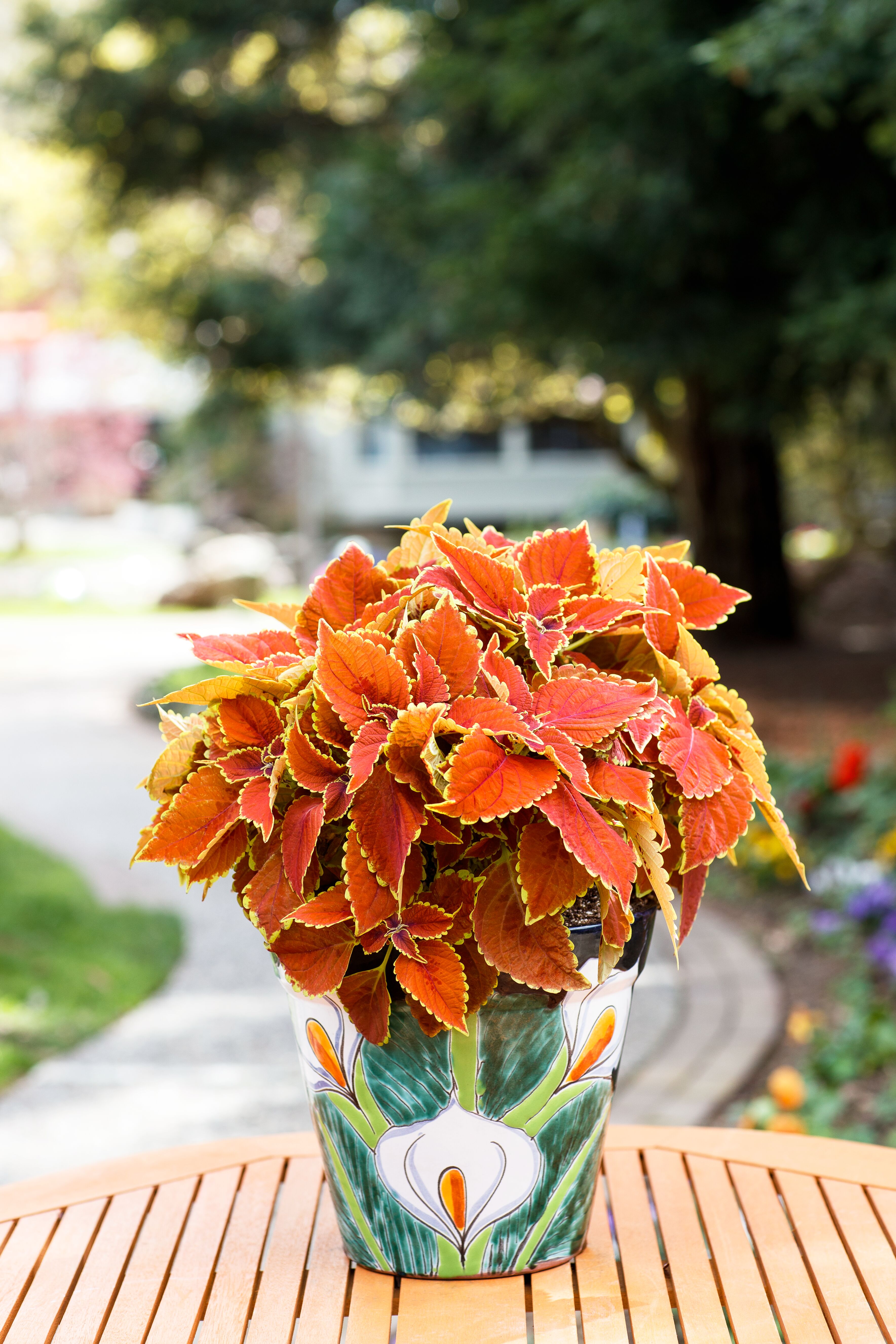 Talavera™ Sienna | Syngenta Flowers