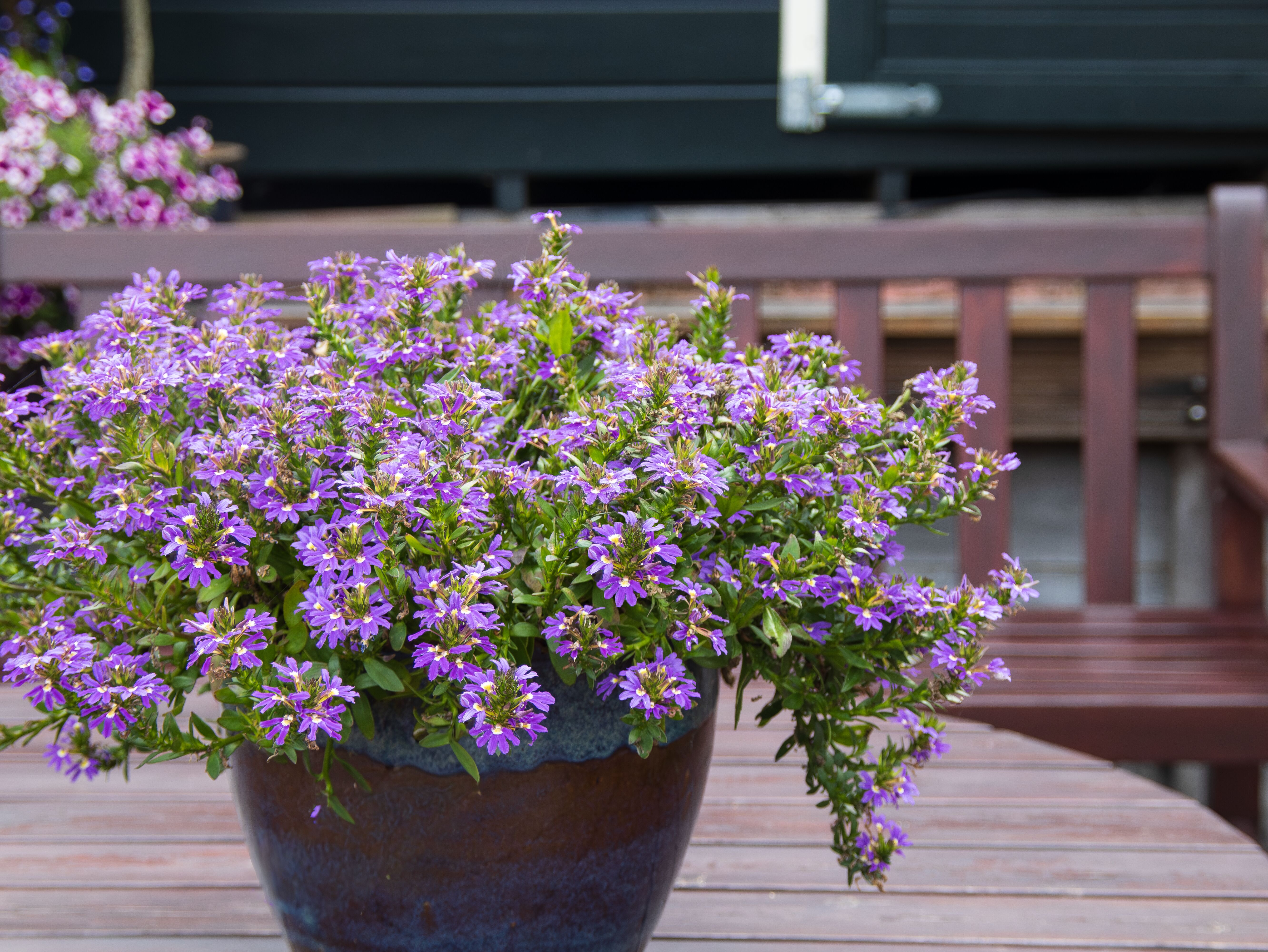 Fanatix™ Compact Dark Blue | Syngenta Flowers