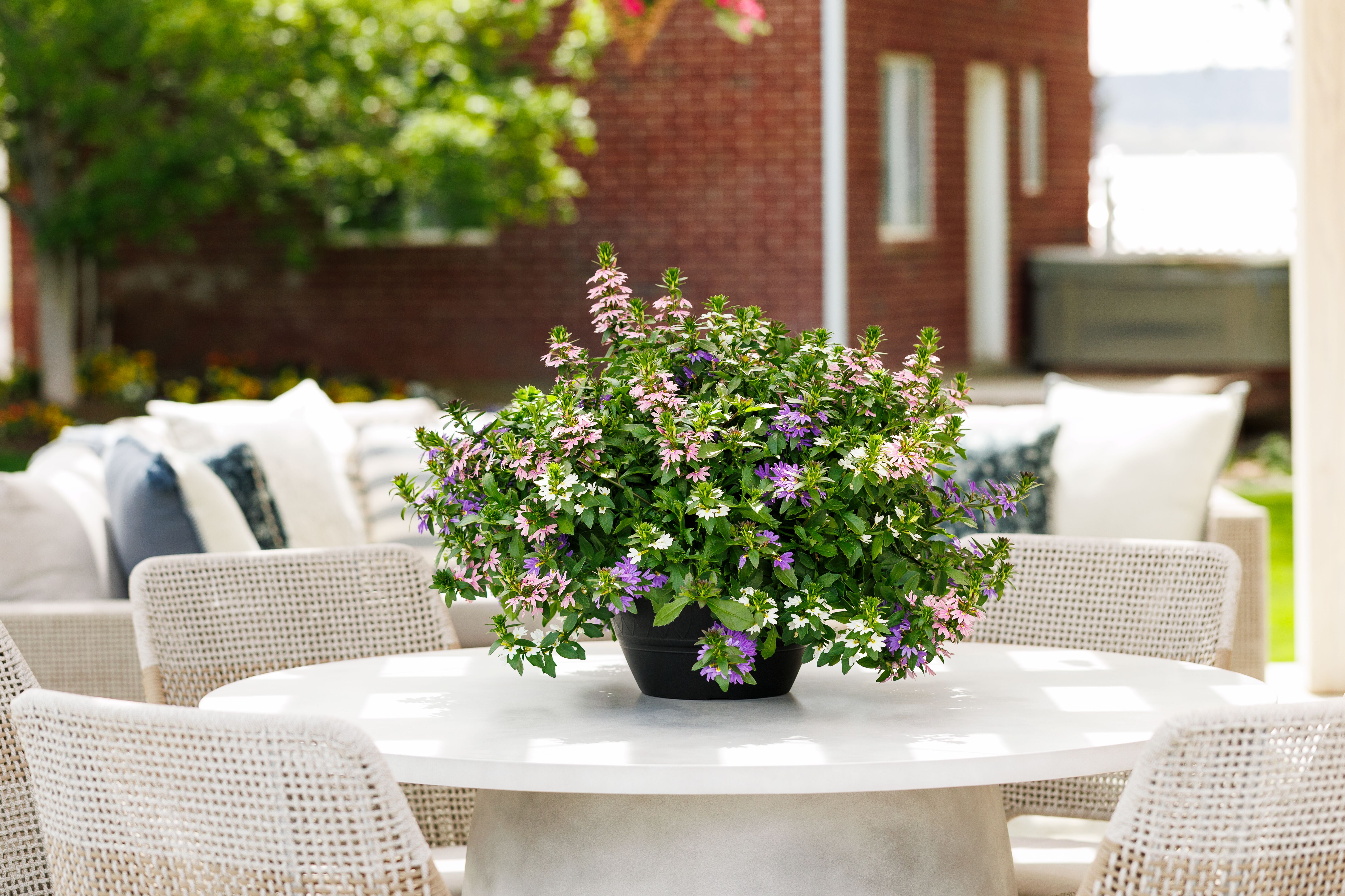 Fanatix™ Dark Blue | Syngenta Flowers