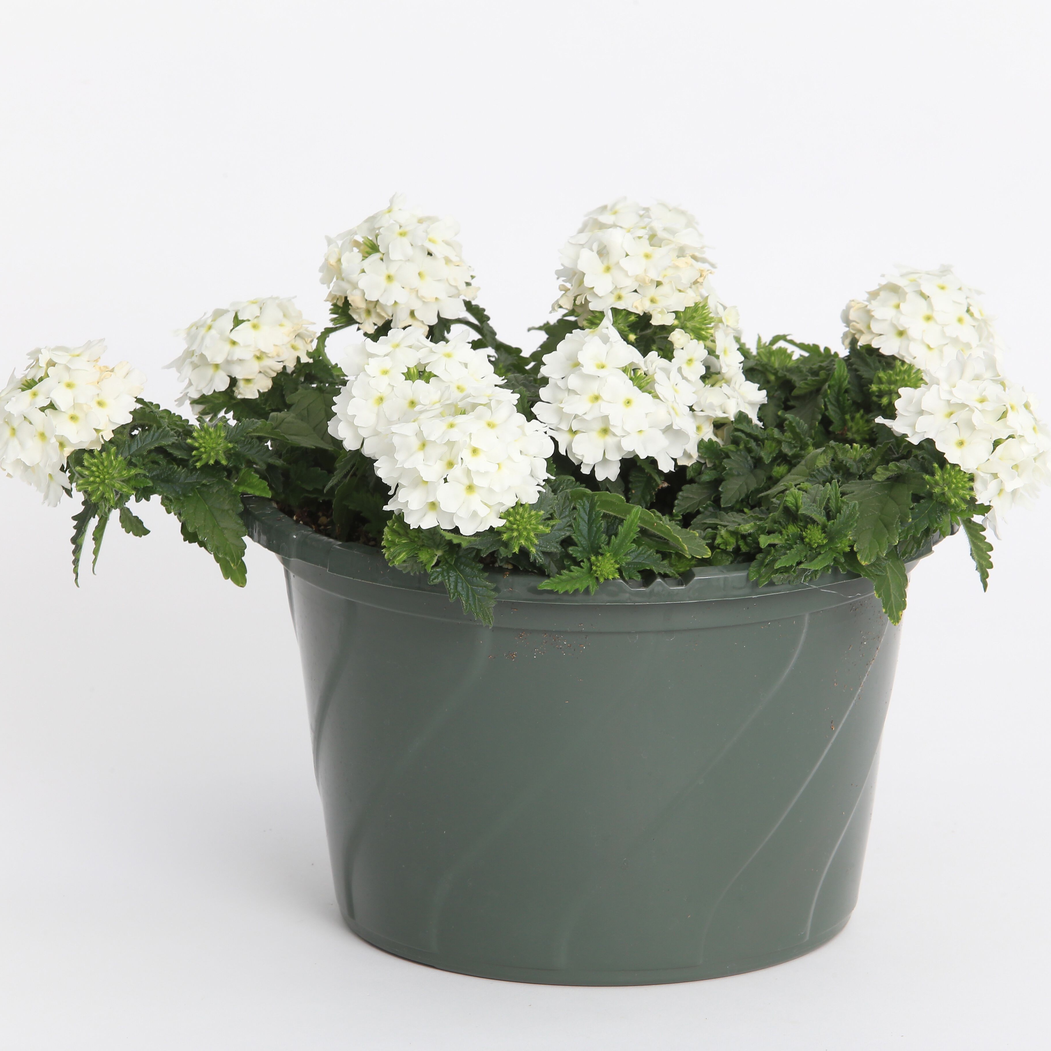 Lanai® Compact White | Syngenta Flowers Lanai® Compact White | Syngenta Flowers