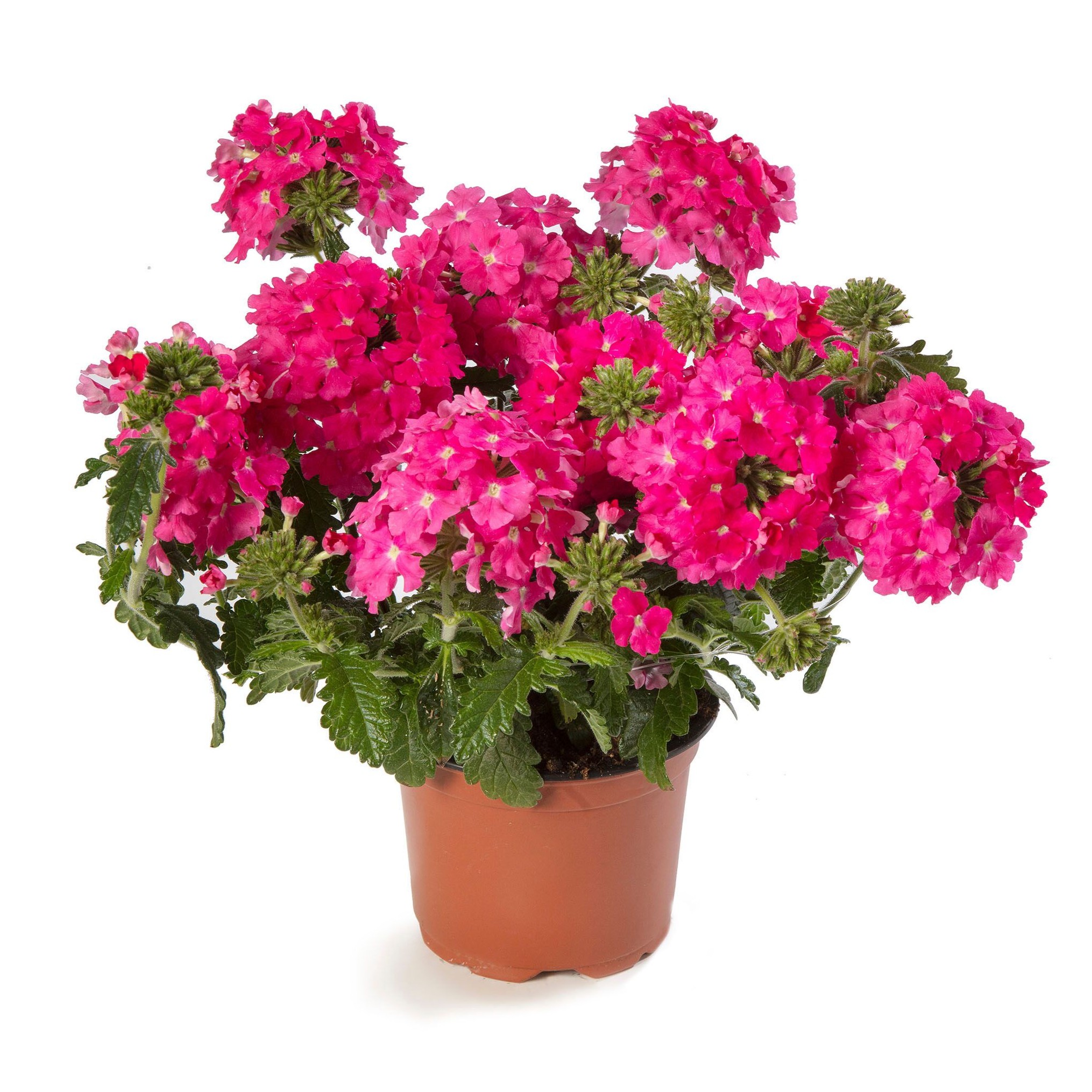 Lanai® Deep Pink | Syngenta Flowers