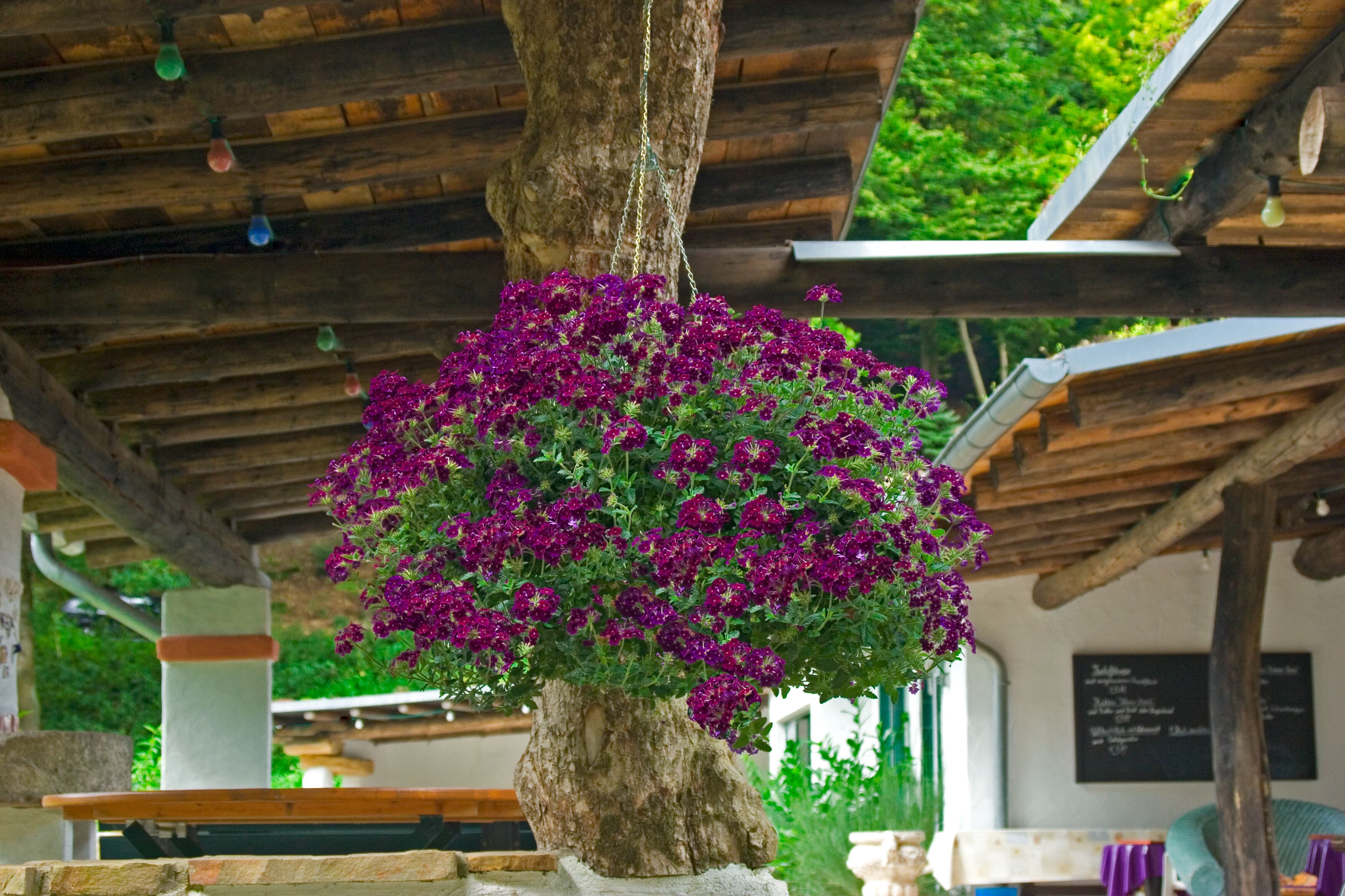 Lanai® Deep Purple | Syngenta Flowers