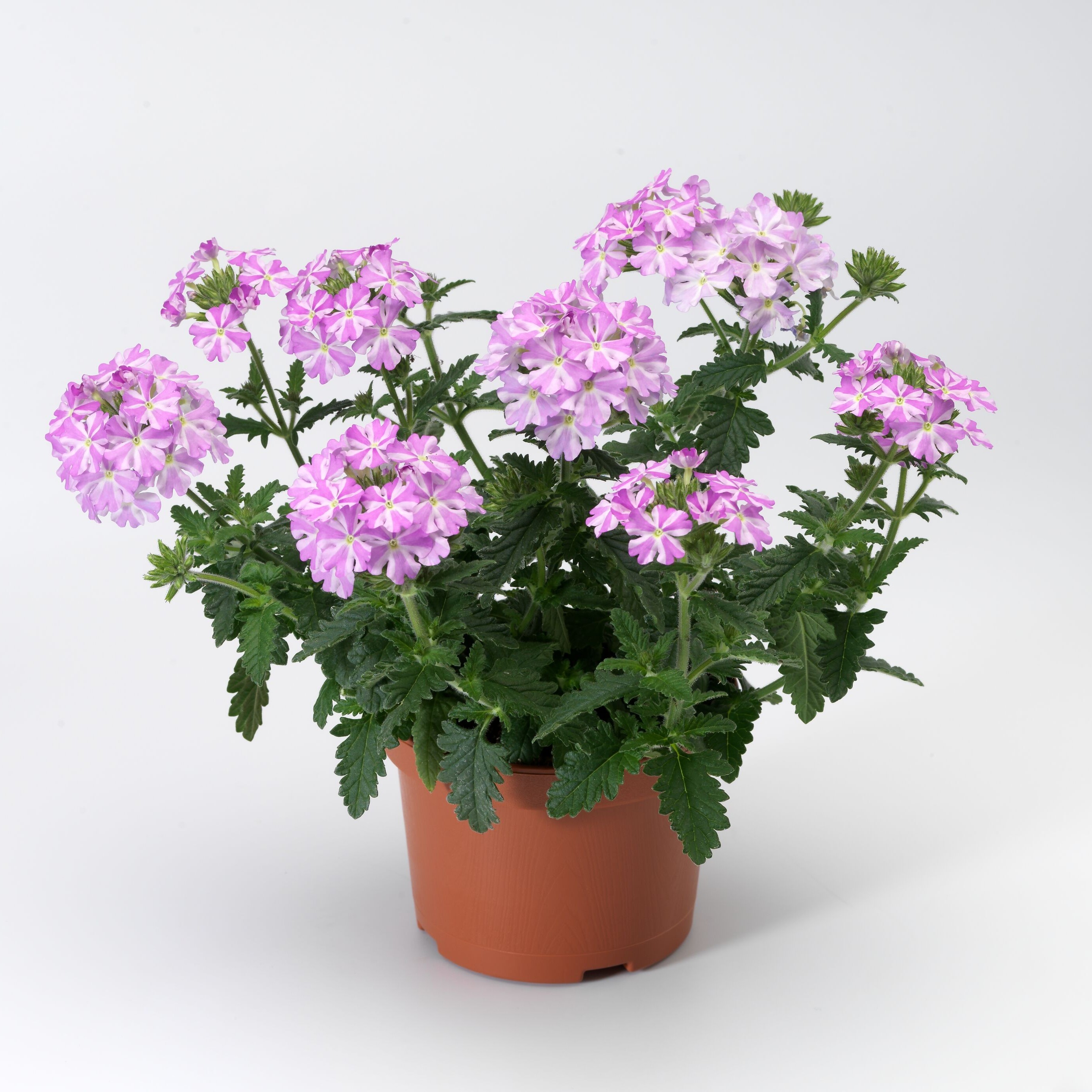 Lanai® Lavender Star | Syngenta Flowers