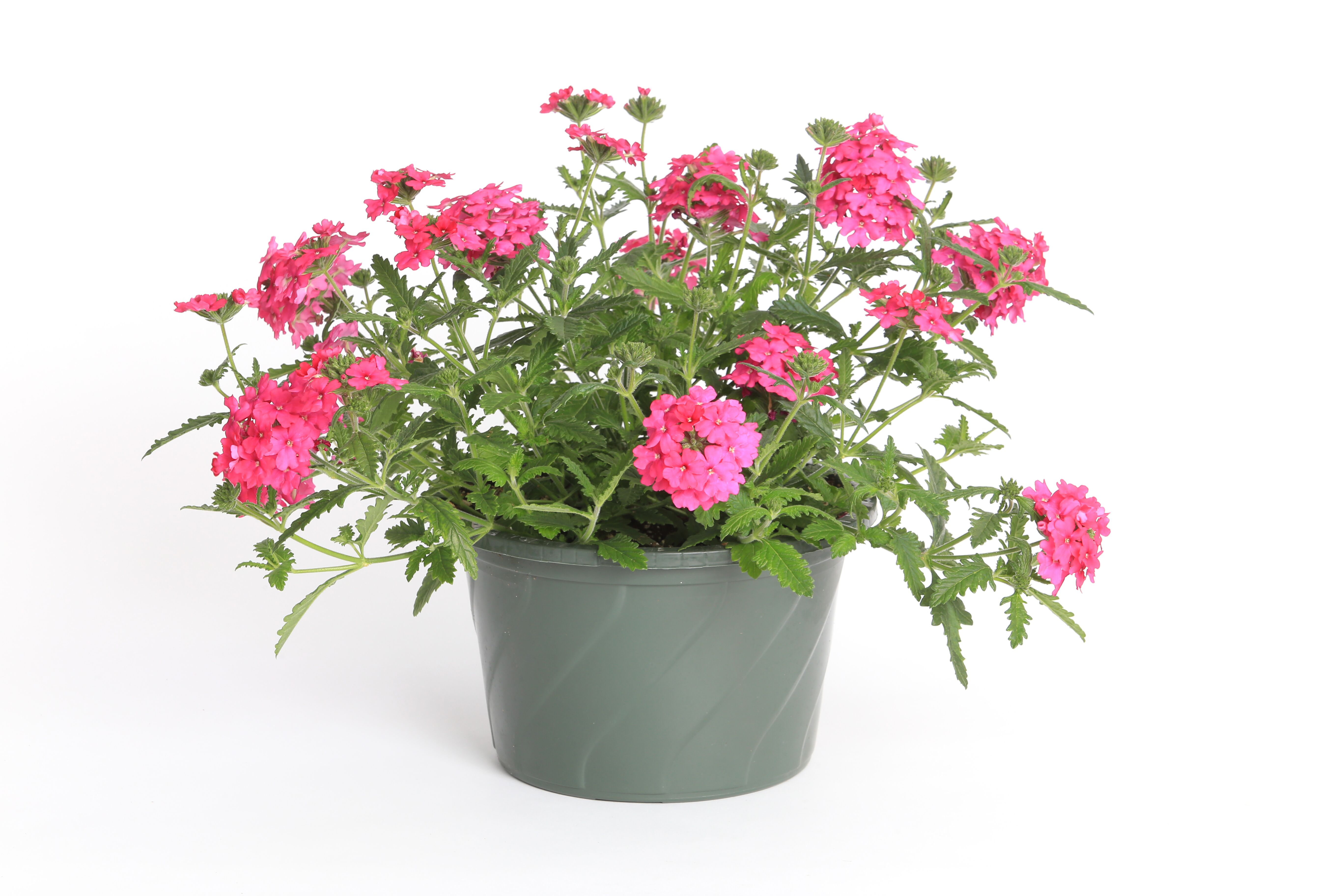 Lanai® Neon Rose | Syngenta Flowers