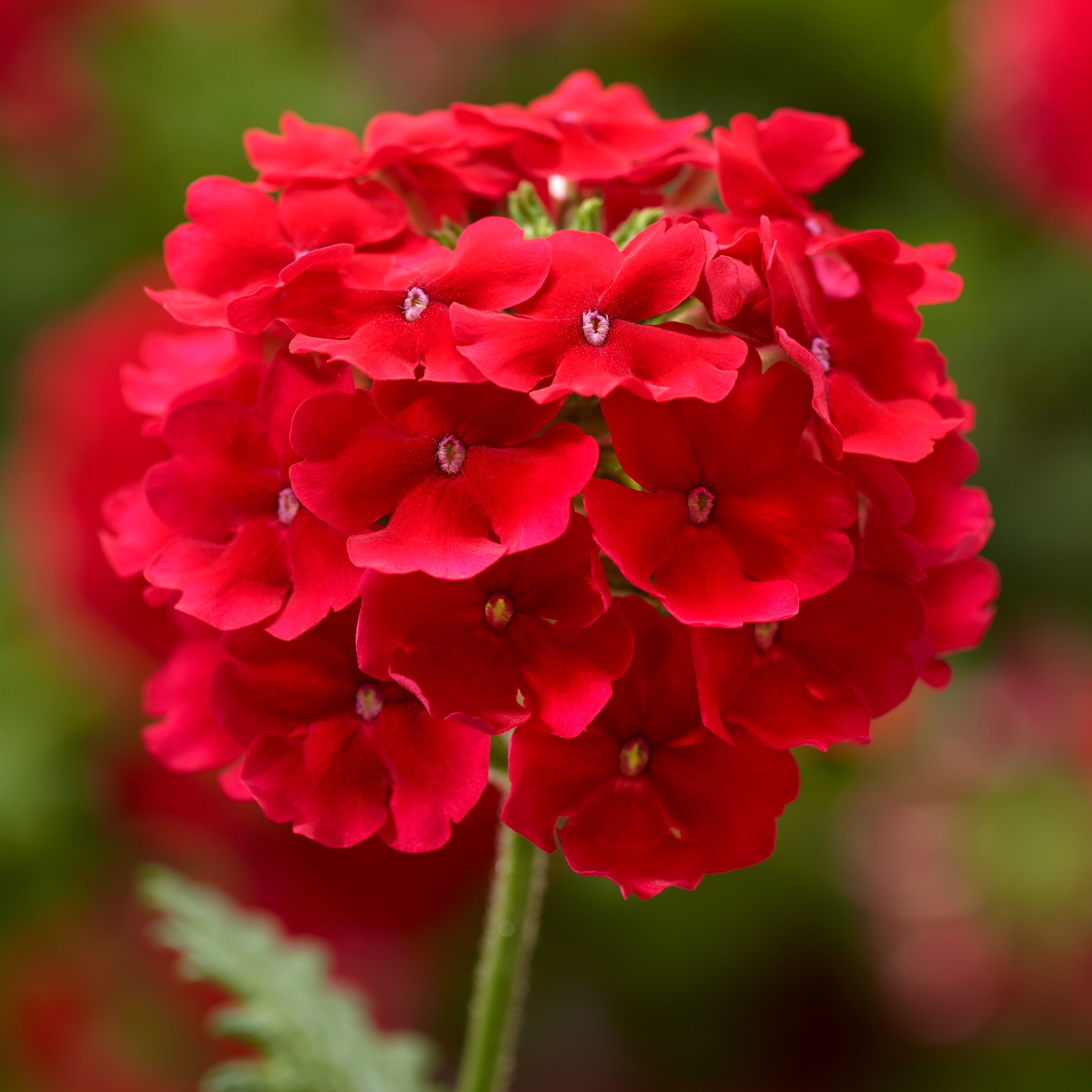 Biancalani 花瓶☆SALE Lanai® Scarlet | Syngenta Flowers