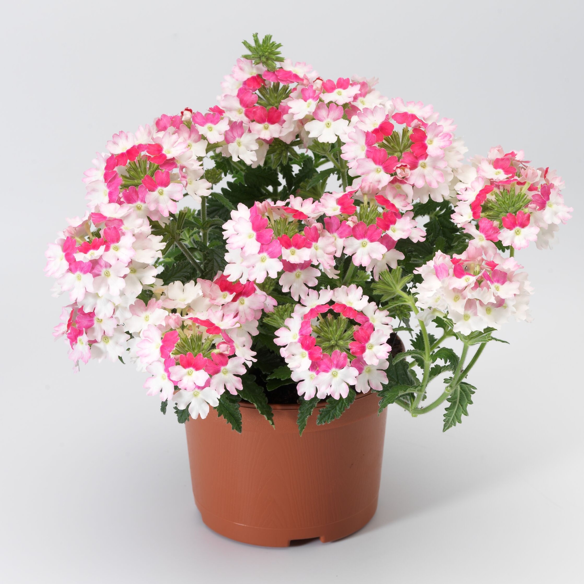 Lanai® Twister™ Pink | Syngenta Flowers