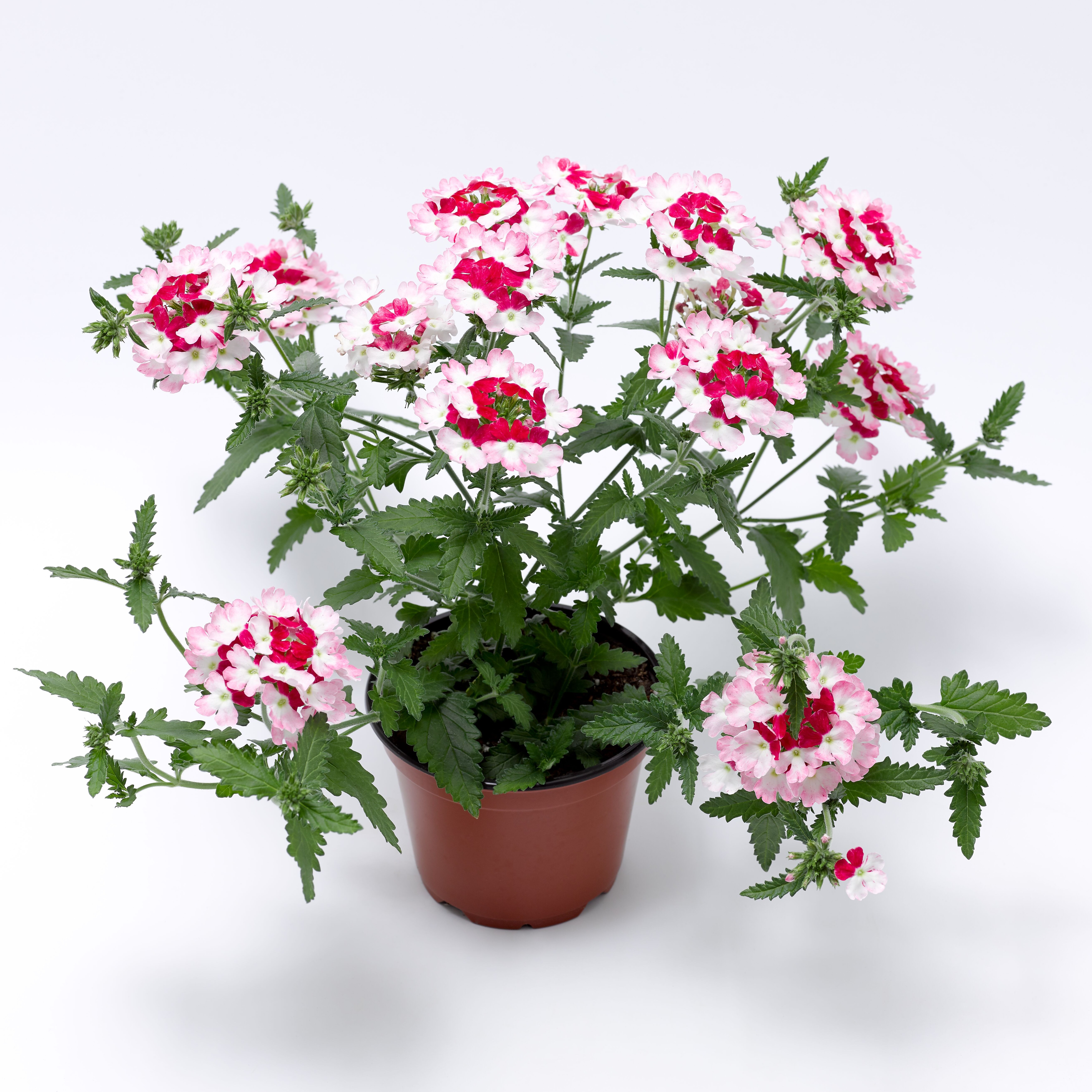Lanai® Twister™ Red | Syngenta Flowers