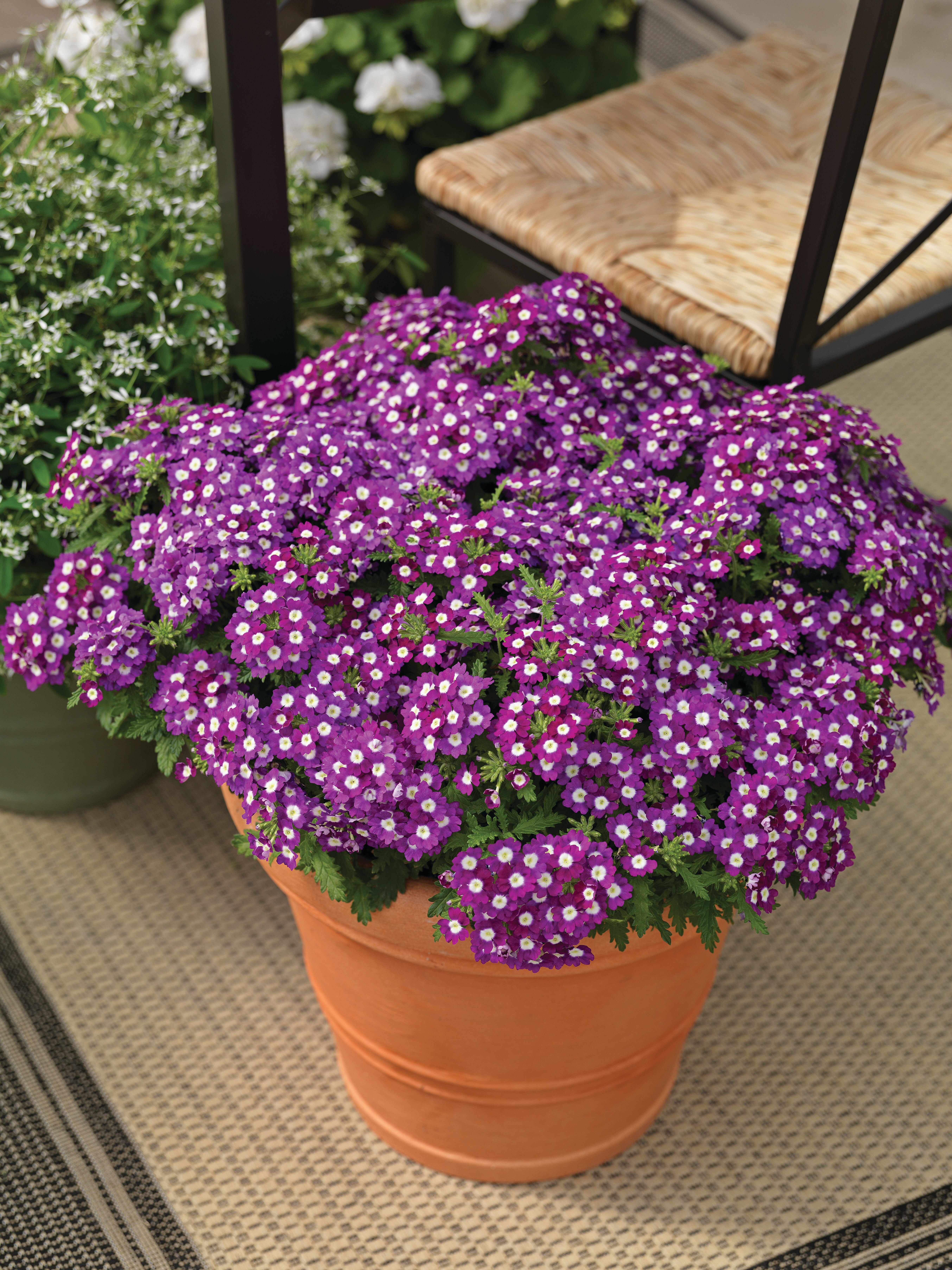 Lanai® Upright Blue with Eye | Syngenta Flowers