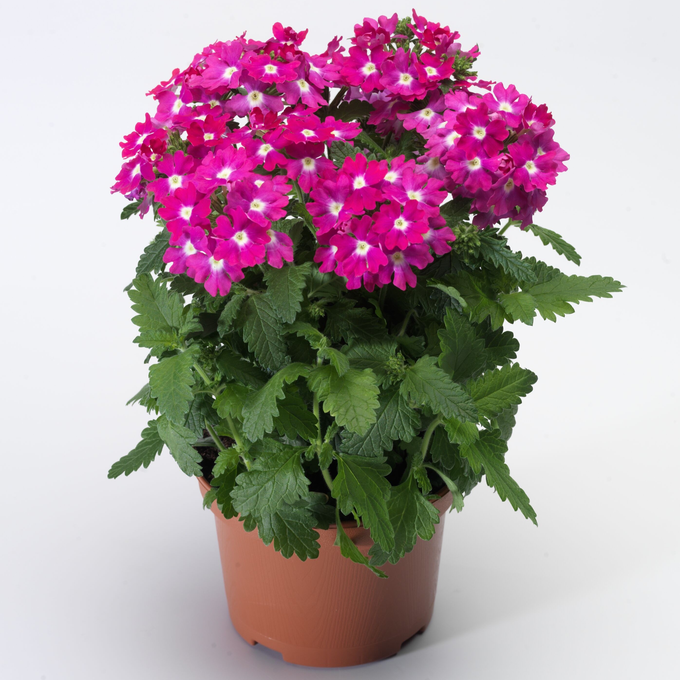 Lanai® Upright Rose with Eye | Syngenta Flowers
