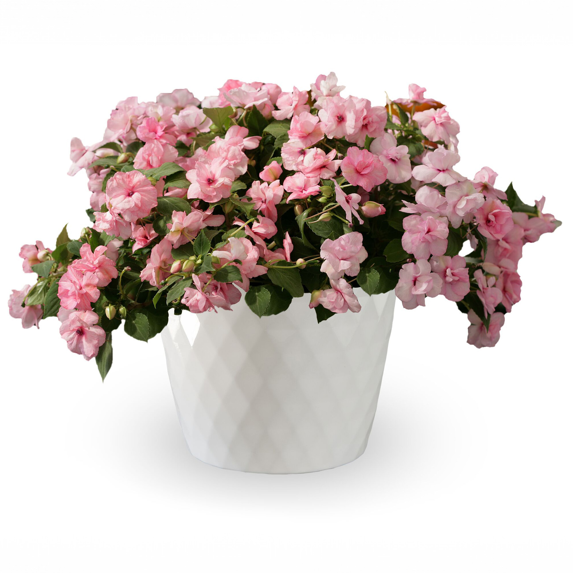 Athena™ Appleblossom | Syngenta Flowers