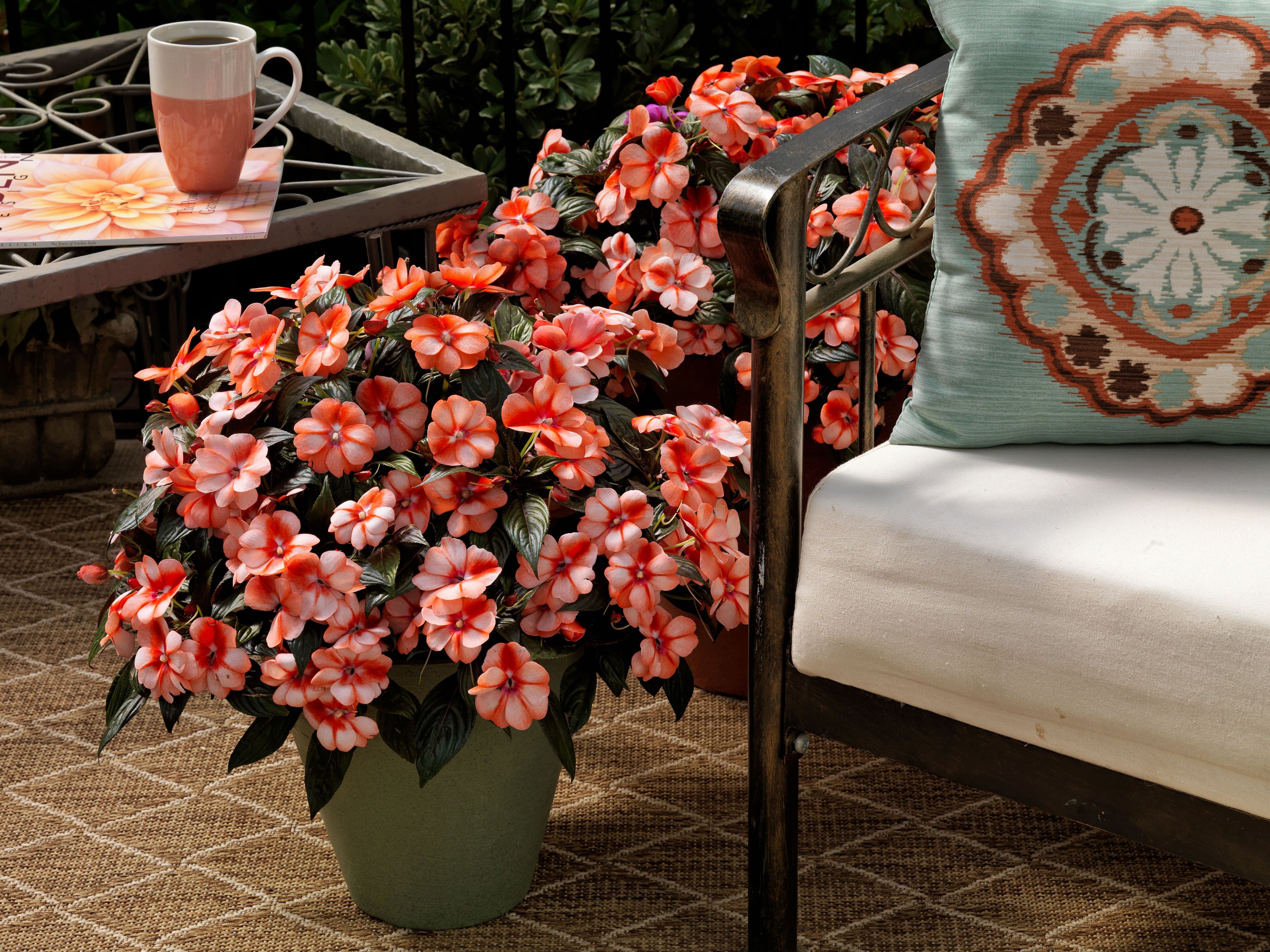 Florific® Sweet Orange | Syngenta Flowers