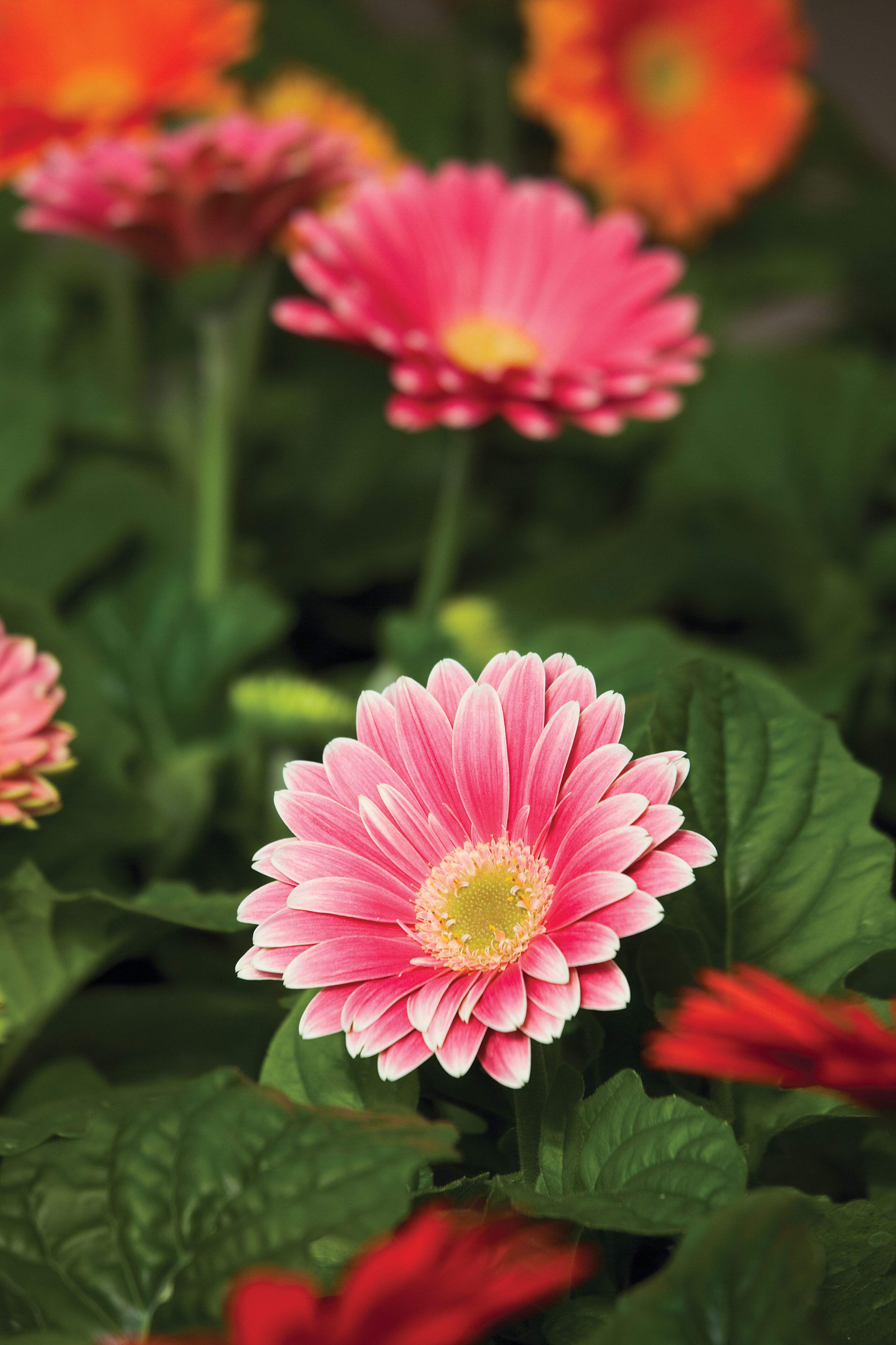 Jaguar™ Rose Picotee | Syngenta Flowers
