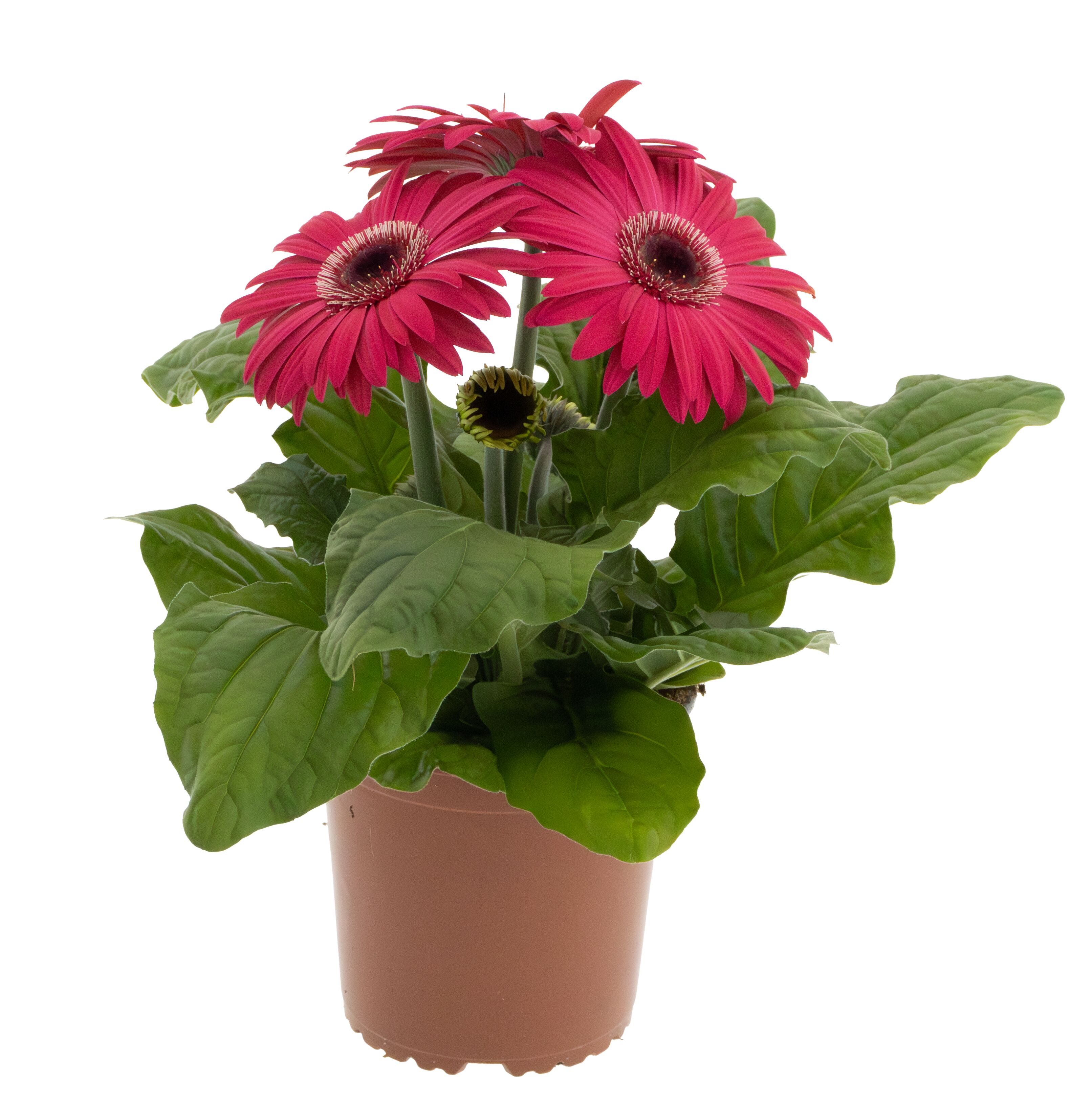 Jaguar™ Rose Dark Center | Syngenta Flowers