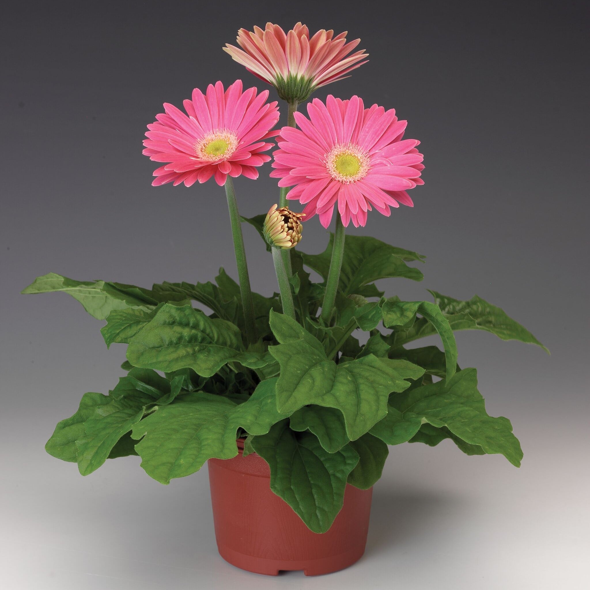 Jaguar™ Pink | Syngenta Flowers