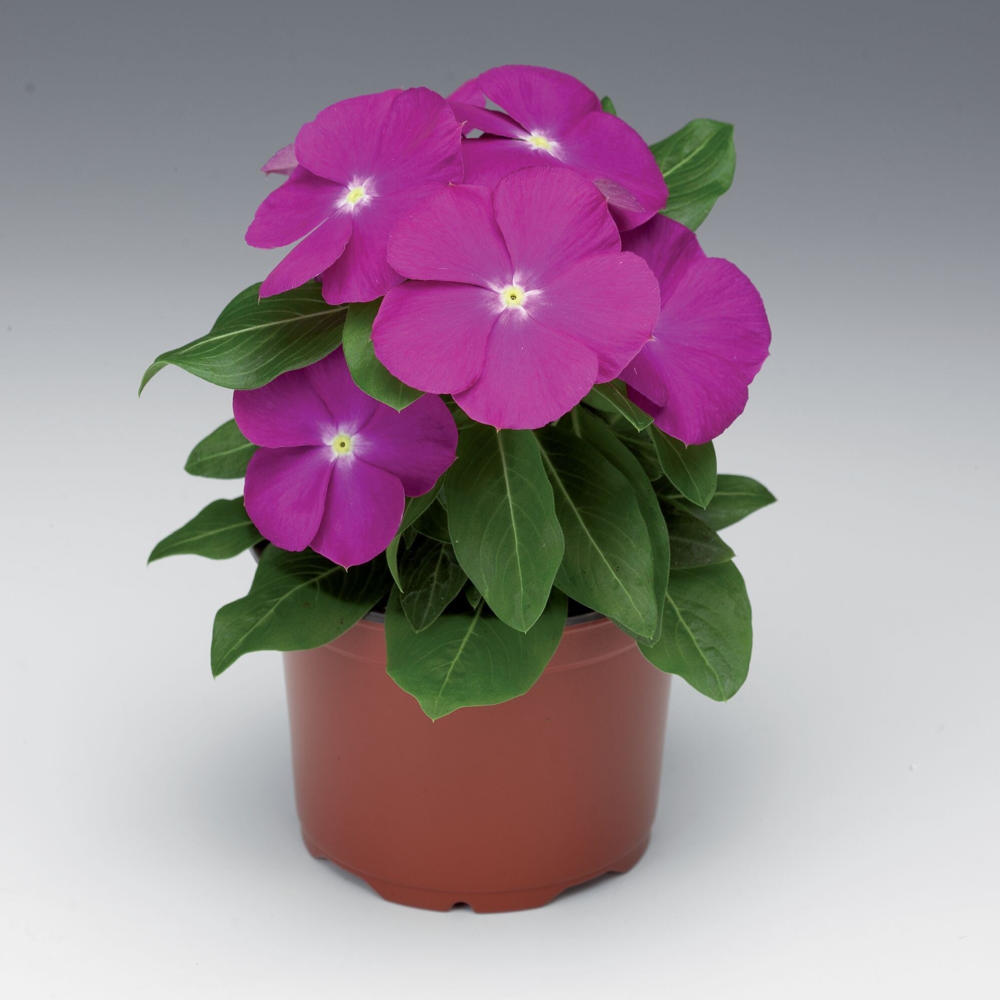 70006501-pot.jpg