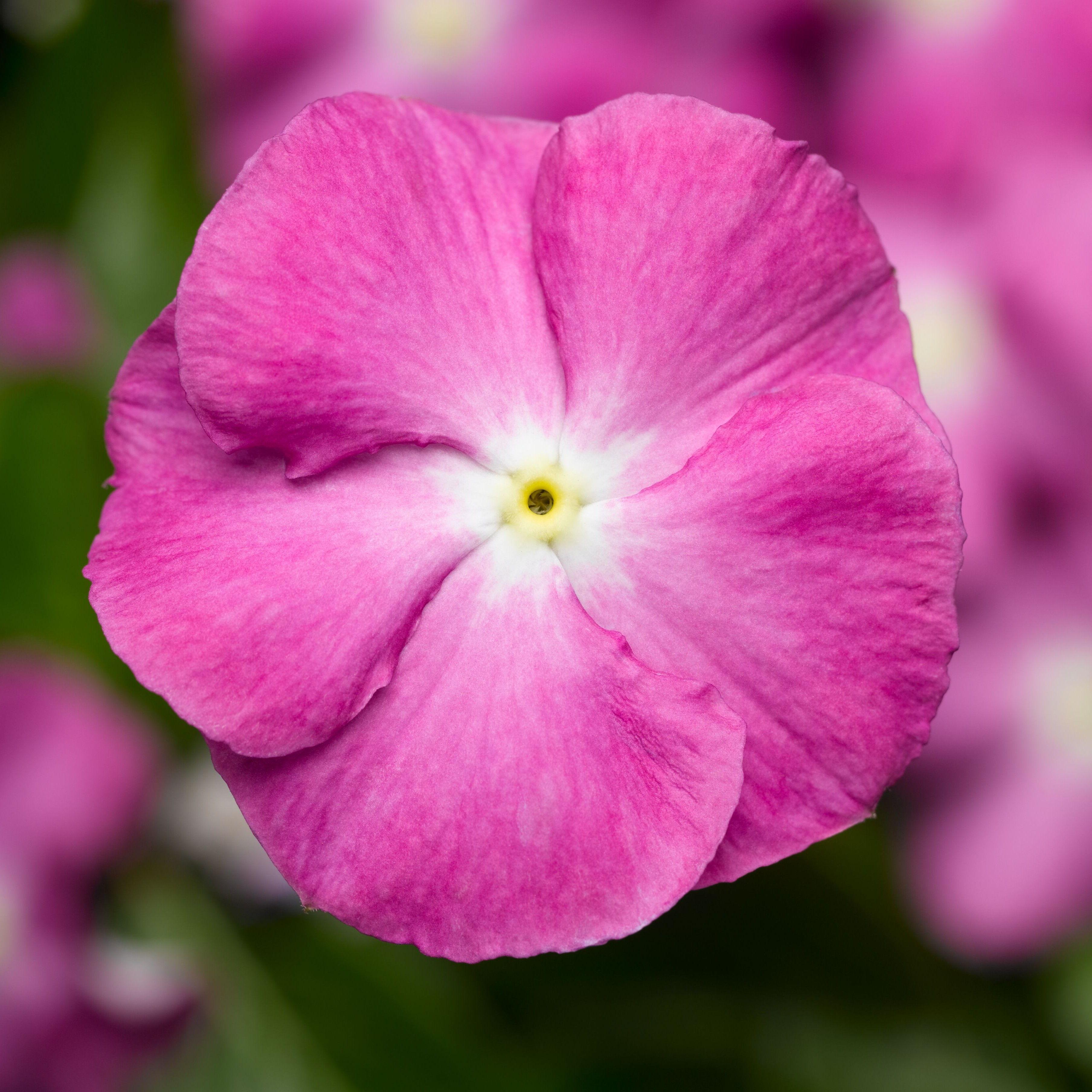 SunStorm® Orchid Halo | Syngenta Flowers