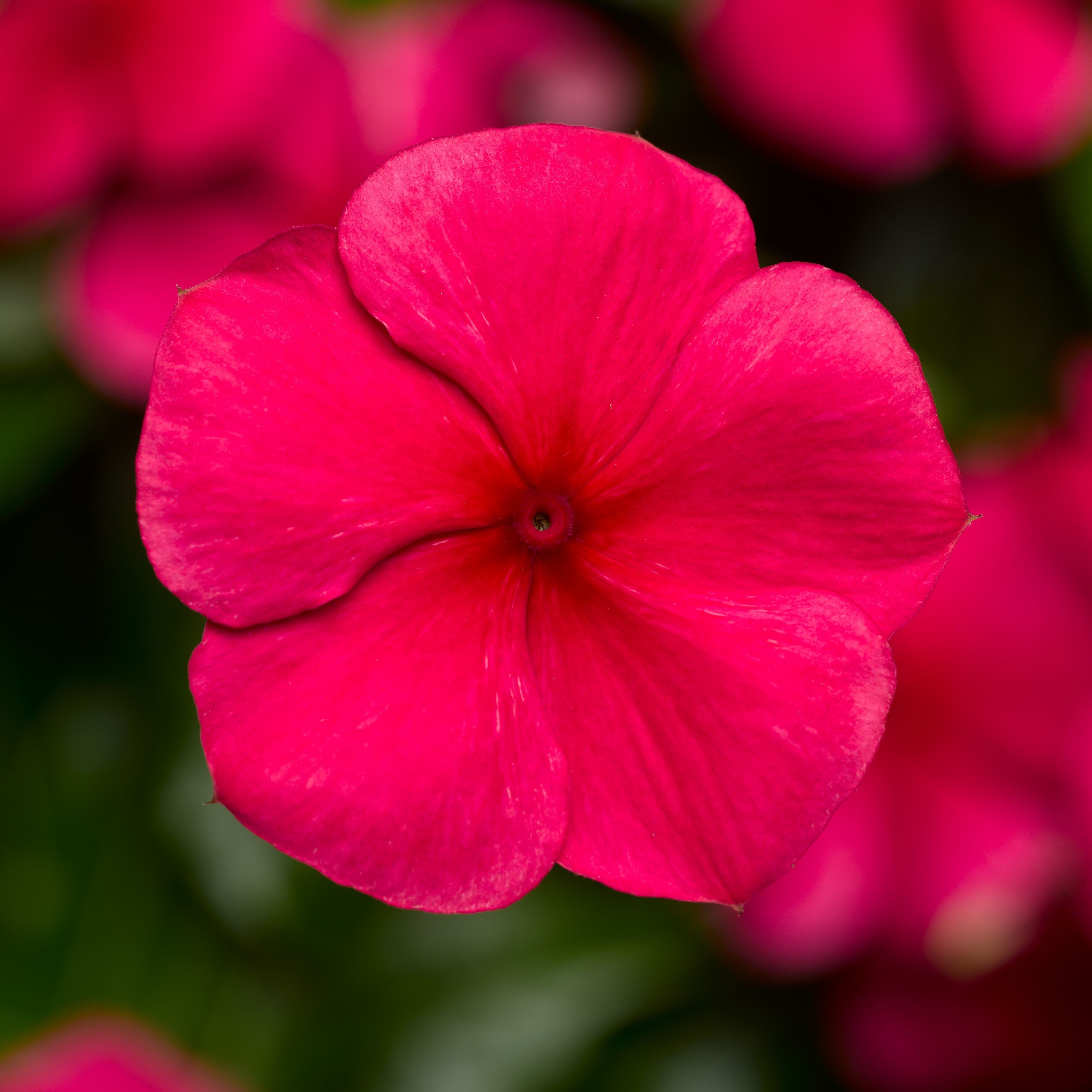 SunStorm® Red | Syngenta Flowers